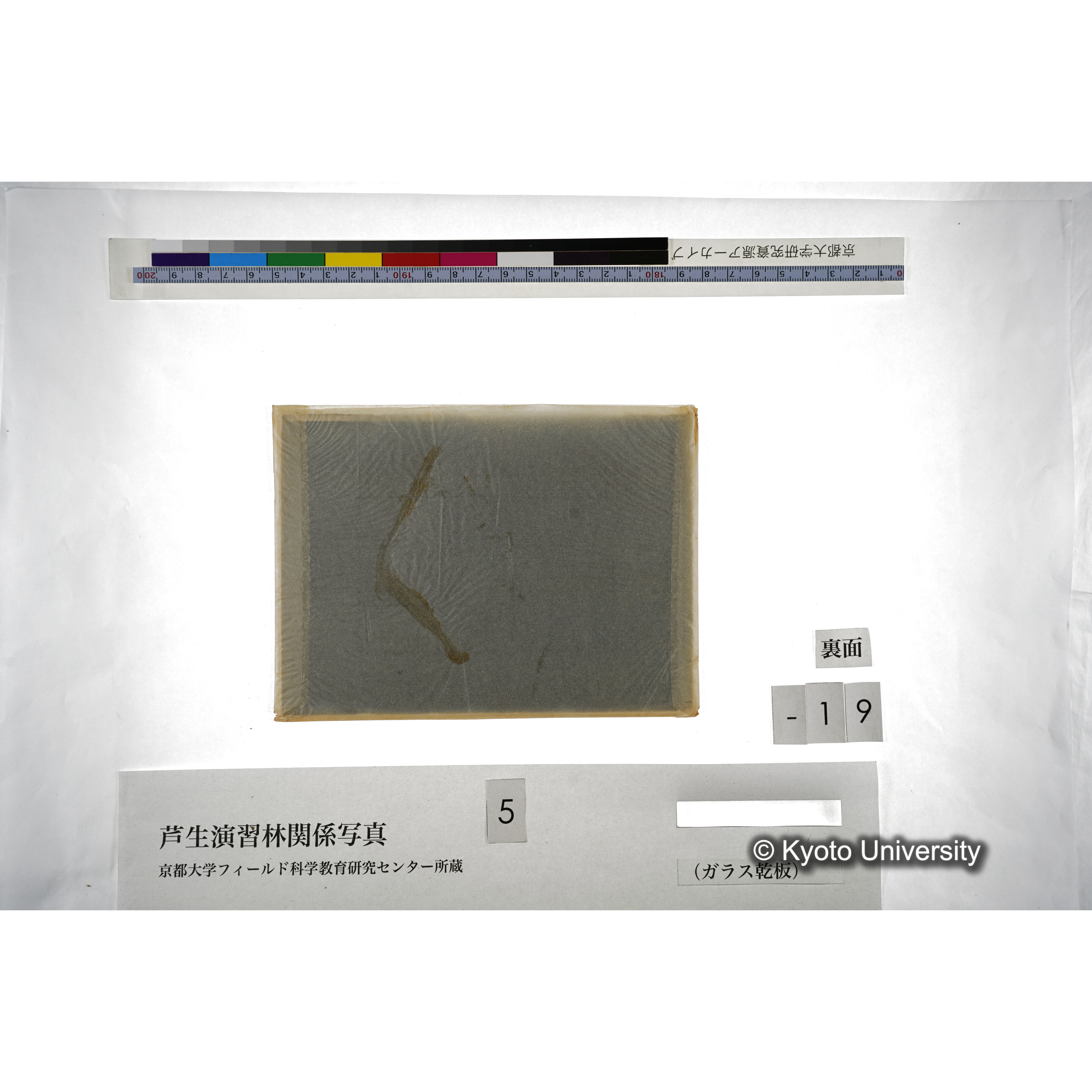 杉天然下種地 オホノ谷第二号地､地拵直後の状態 (3)