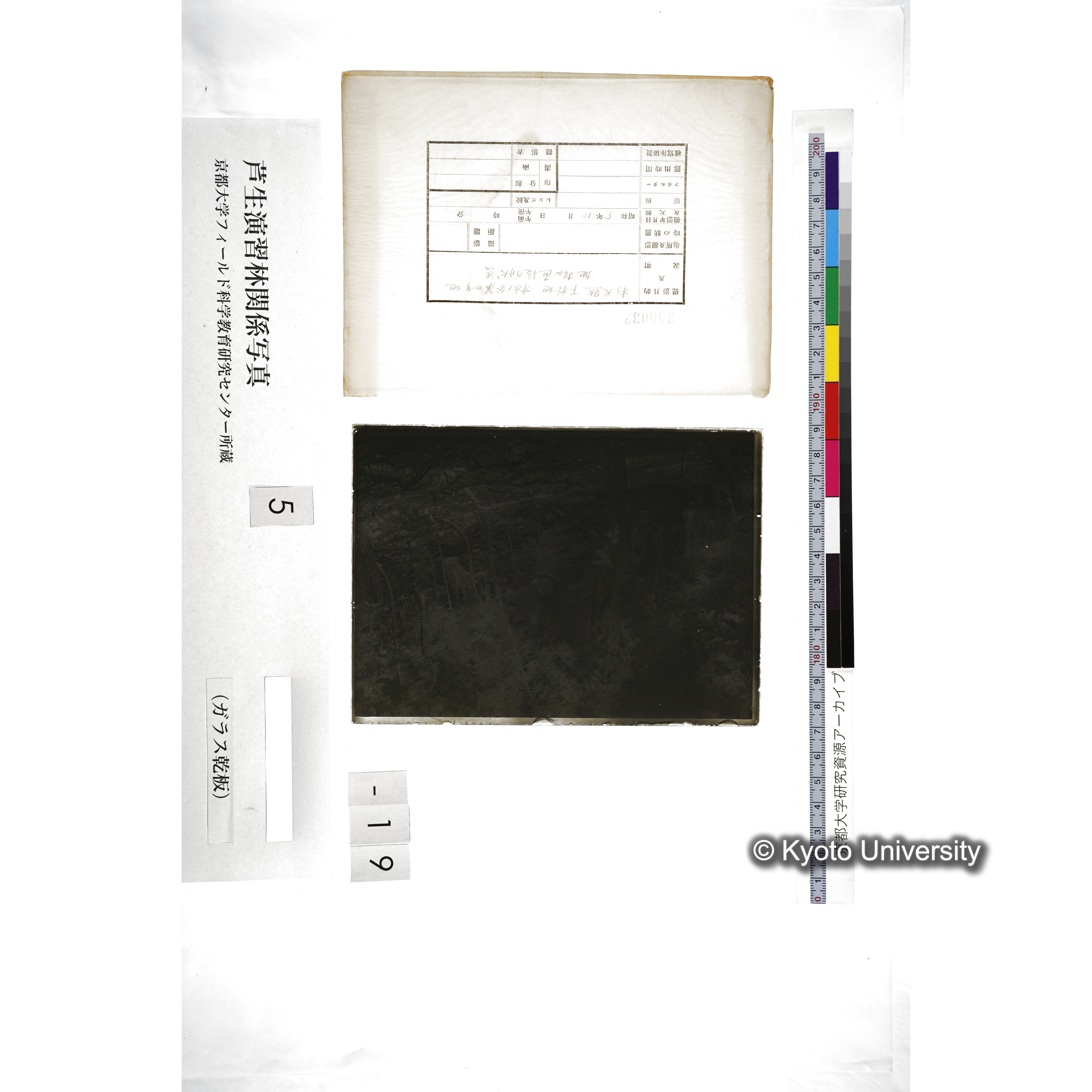 杉天然下種地 オホノ谷第二号地､地拵直後の状態 (5)