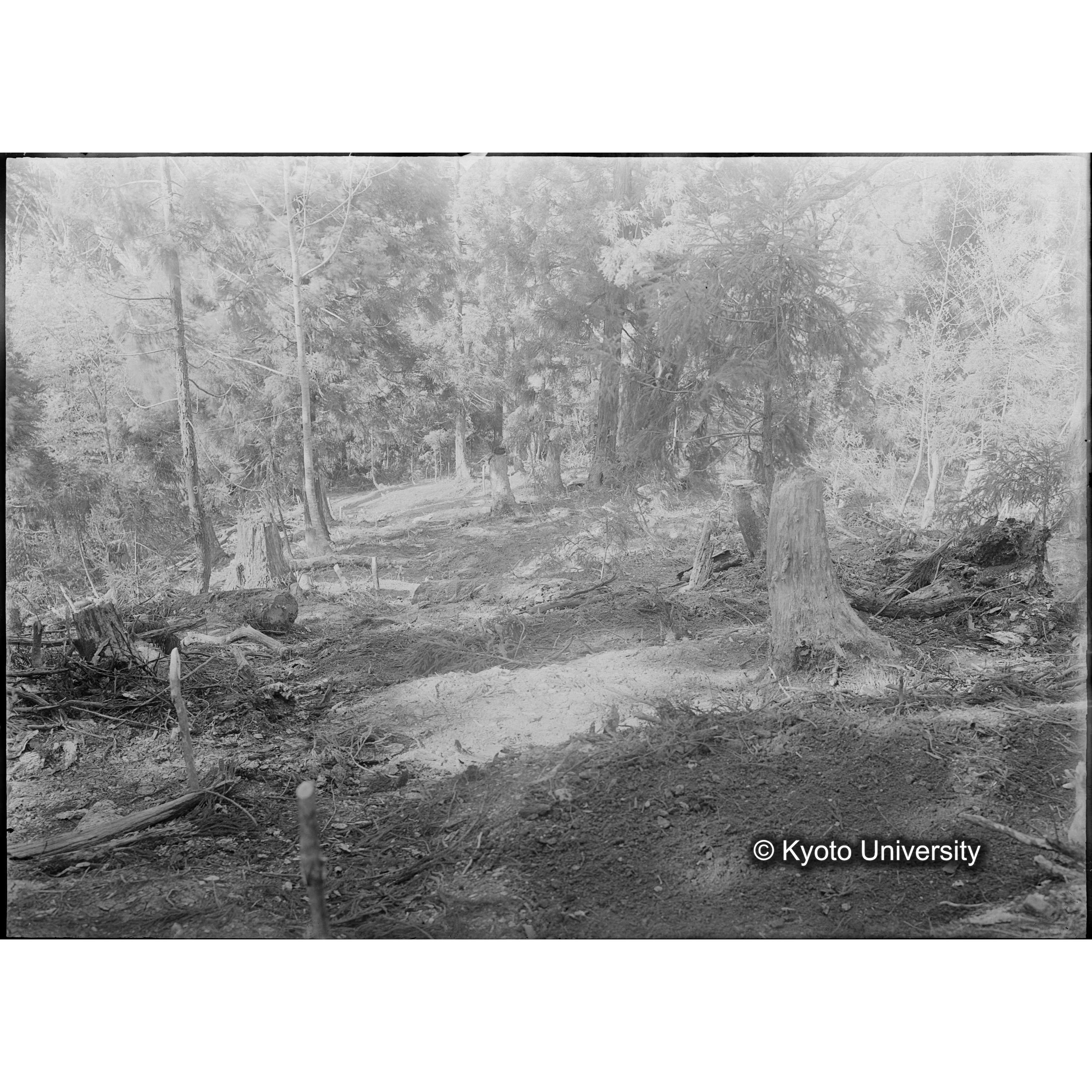 （ガラス乾板芦生柴田3-021） (1)