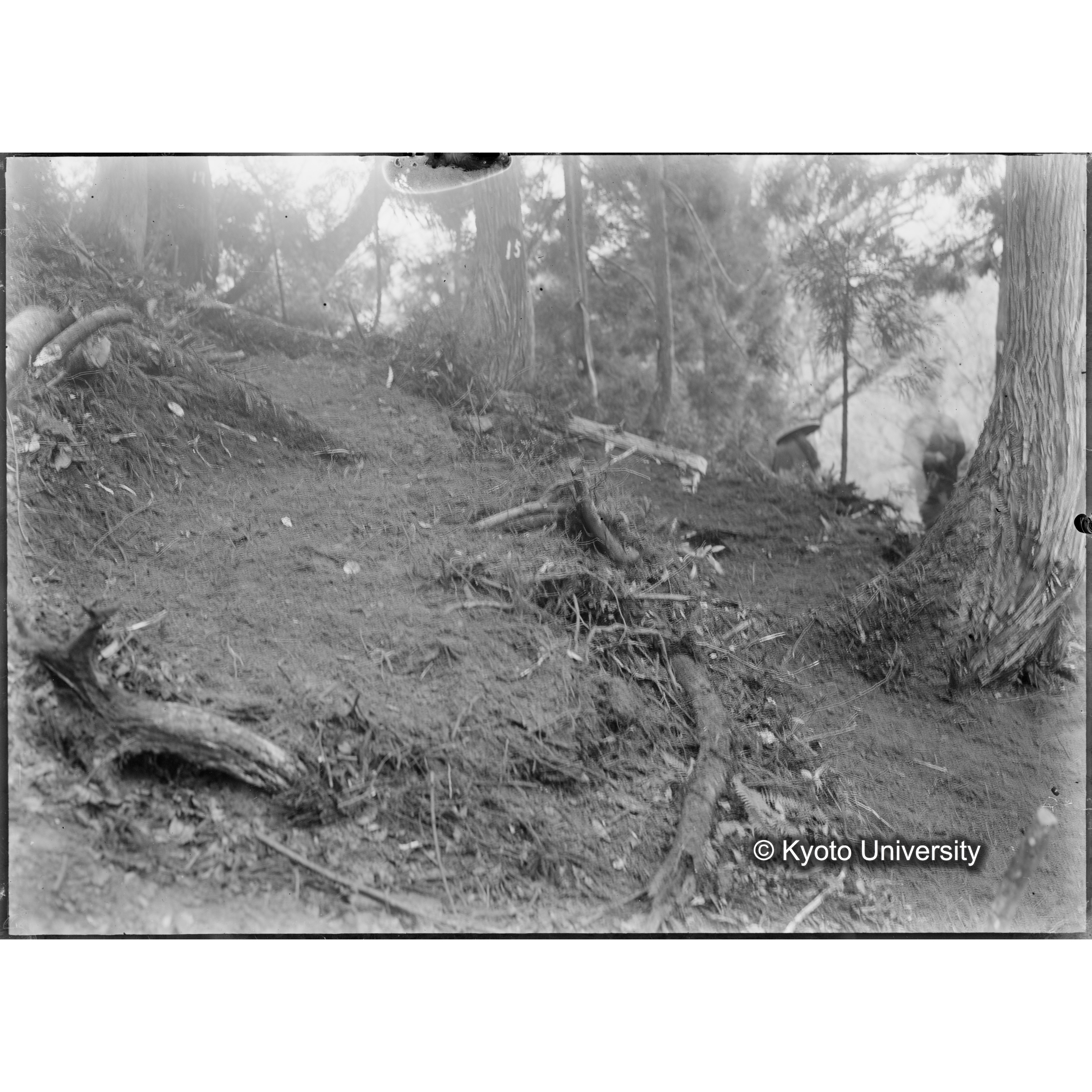 （ガラス乾板芦生柴田3-022） (1)