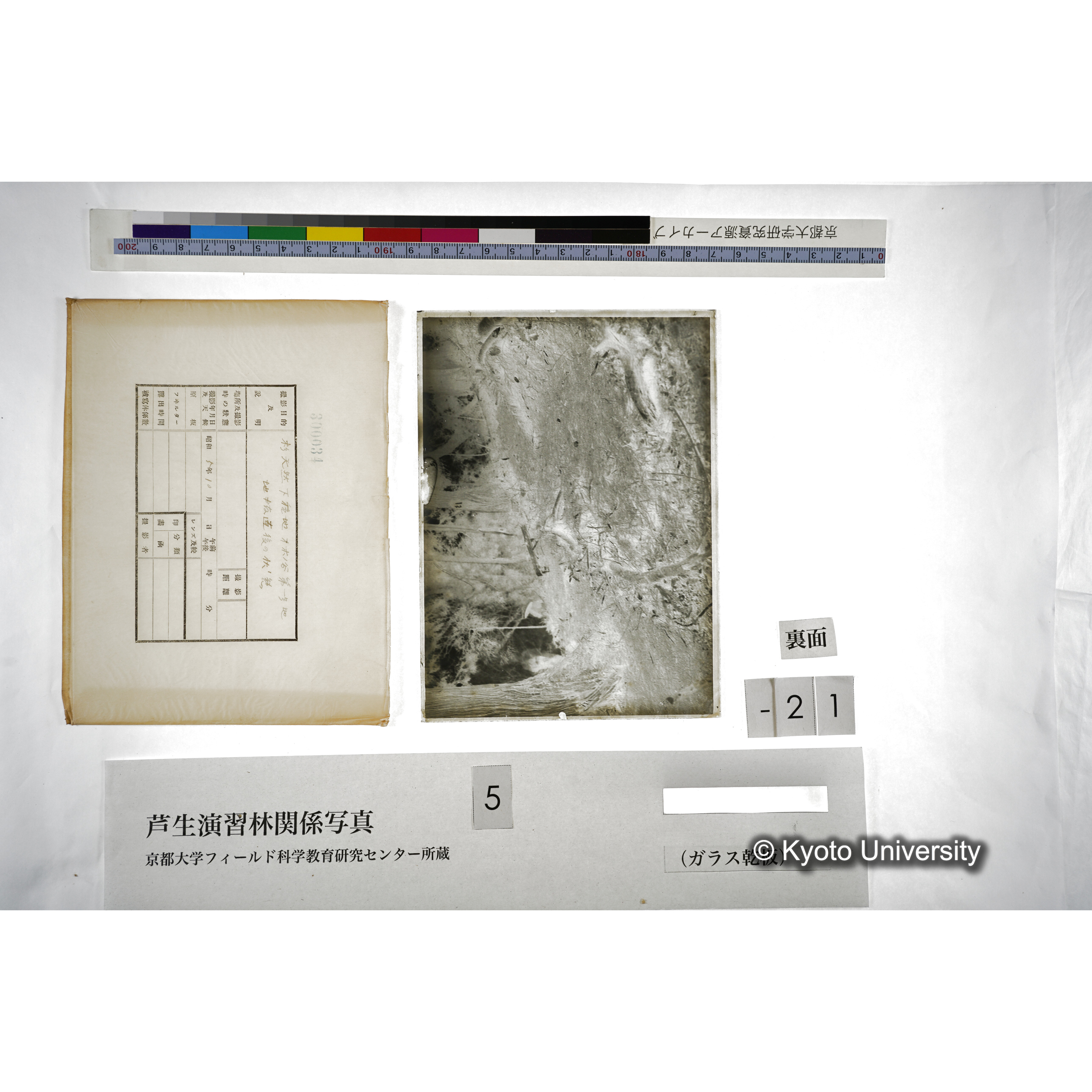 （ガラス乾板芦生柴田3-022） (2)