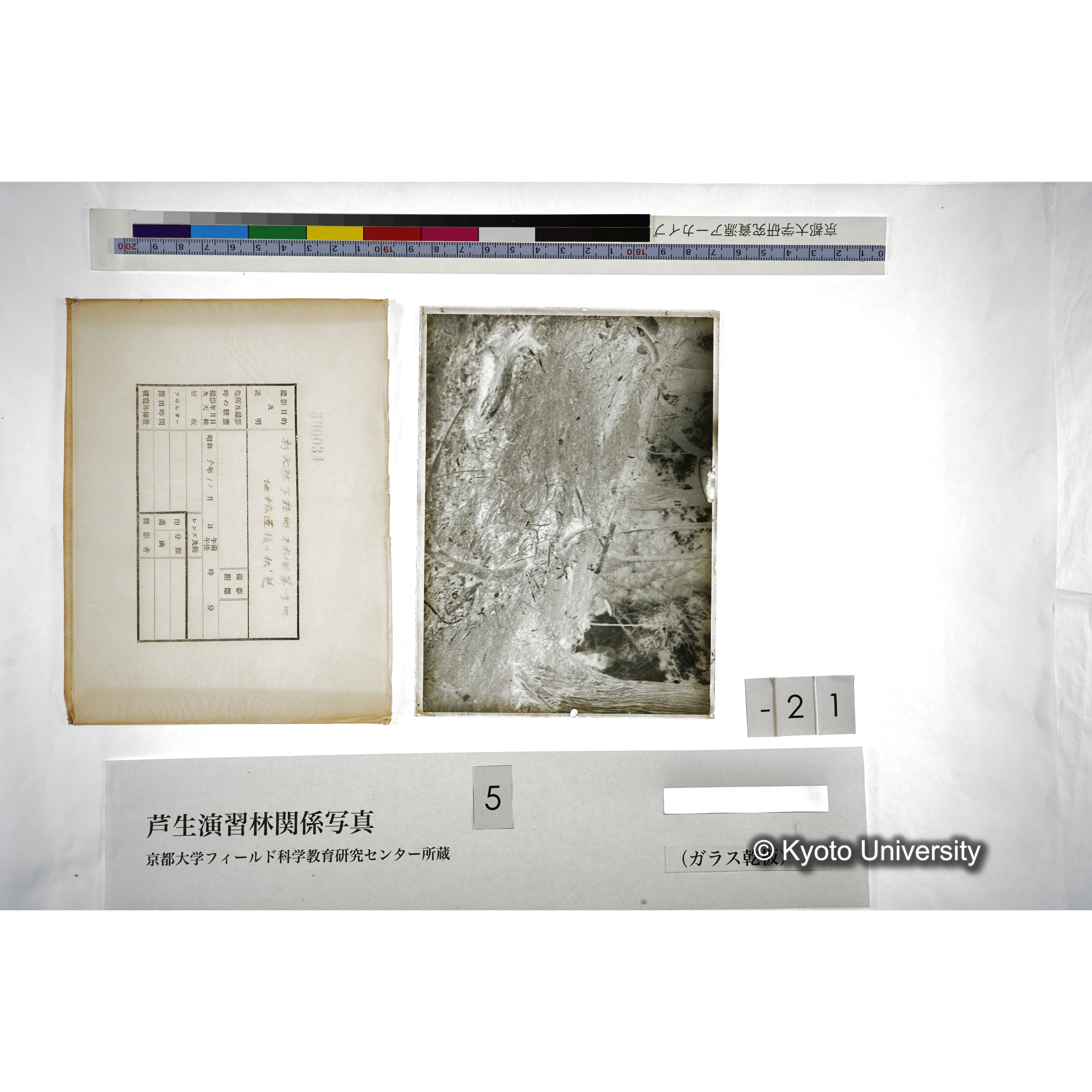 （ガラス乾板芦生柴田3-022） (5)