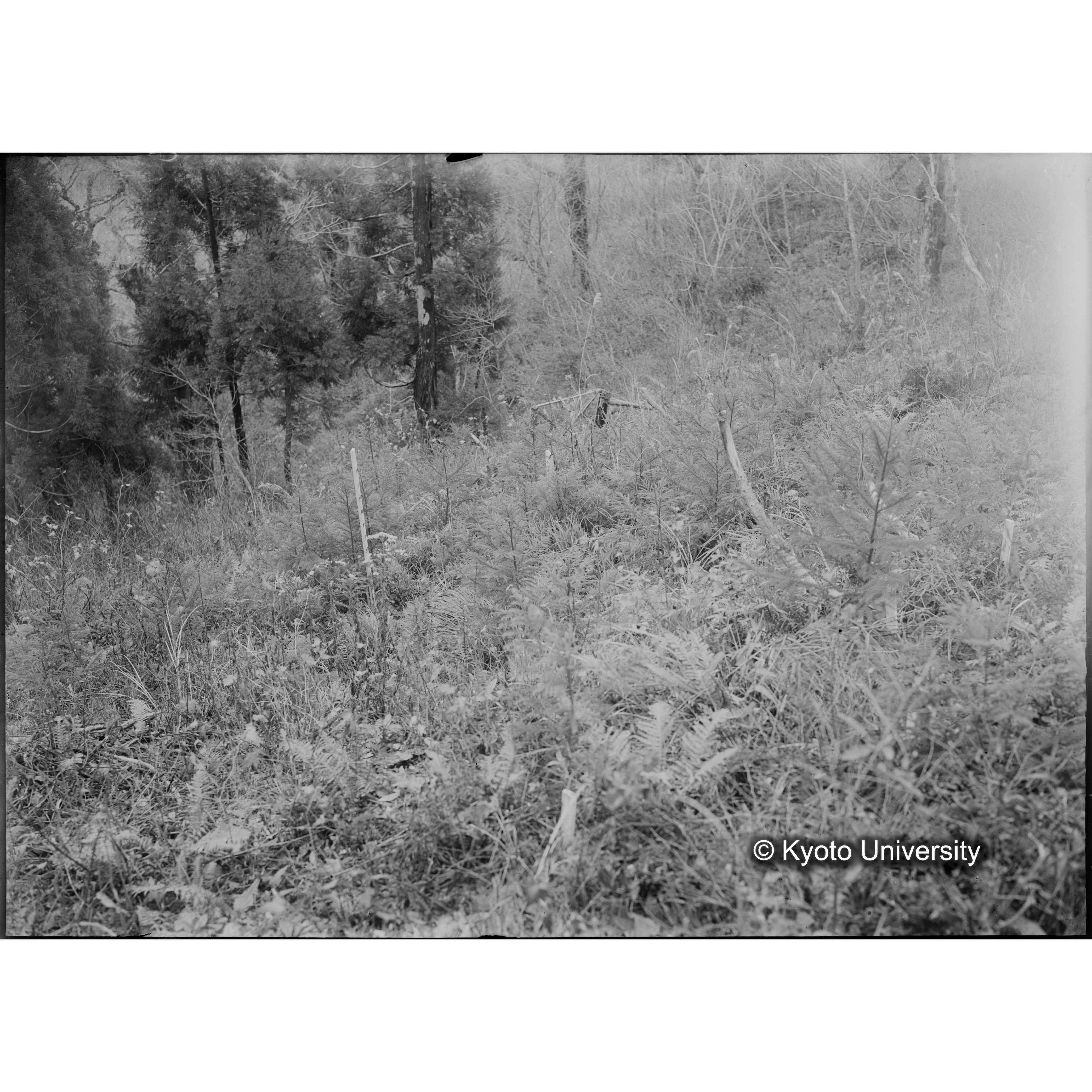 （ガラス乾板芦生柴田3-024） (1)