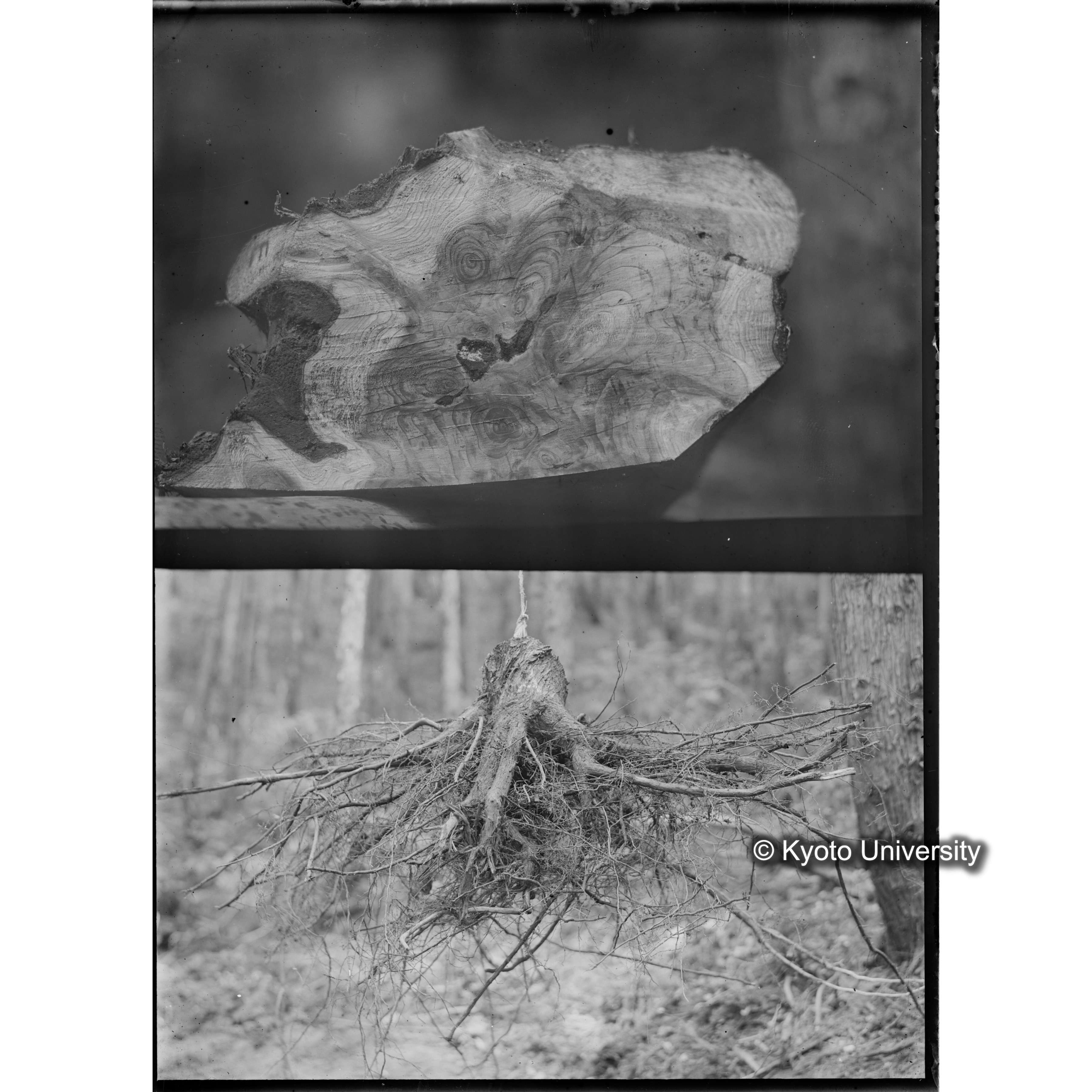 （ガラス乾板芦生柴田3-025） (1)