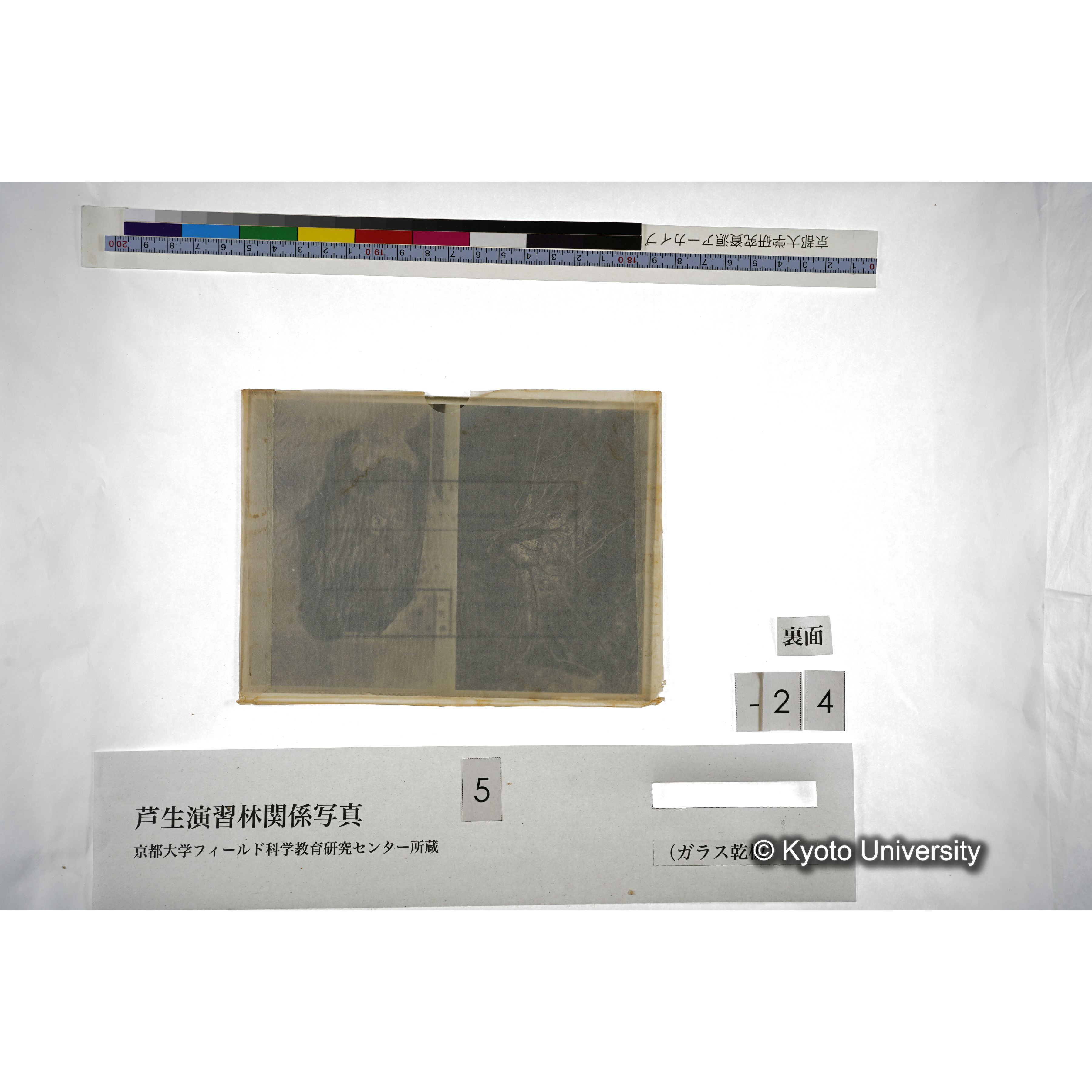 （ガラス乾板芦生柴田3-025） (4)
