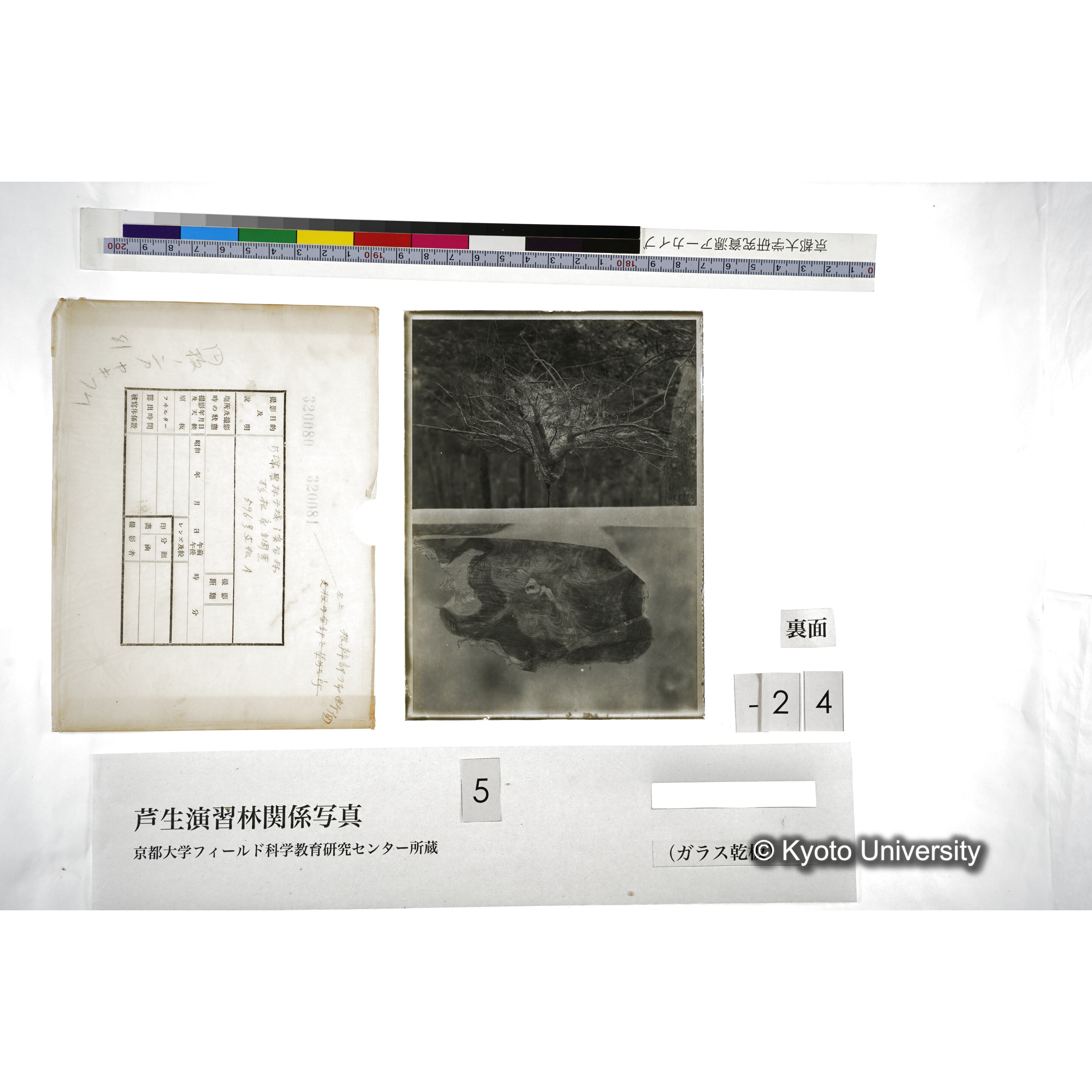 （ガラス乾板芦生柴田3-025） (5)