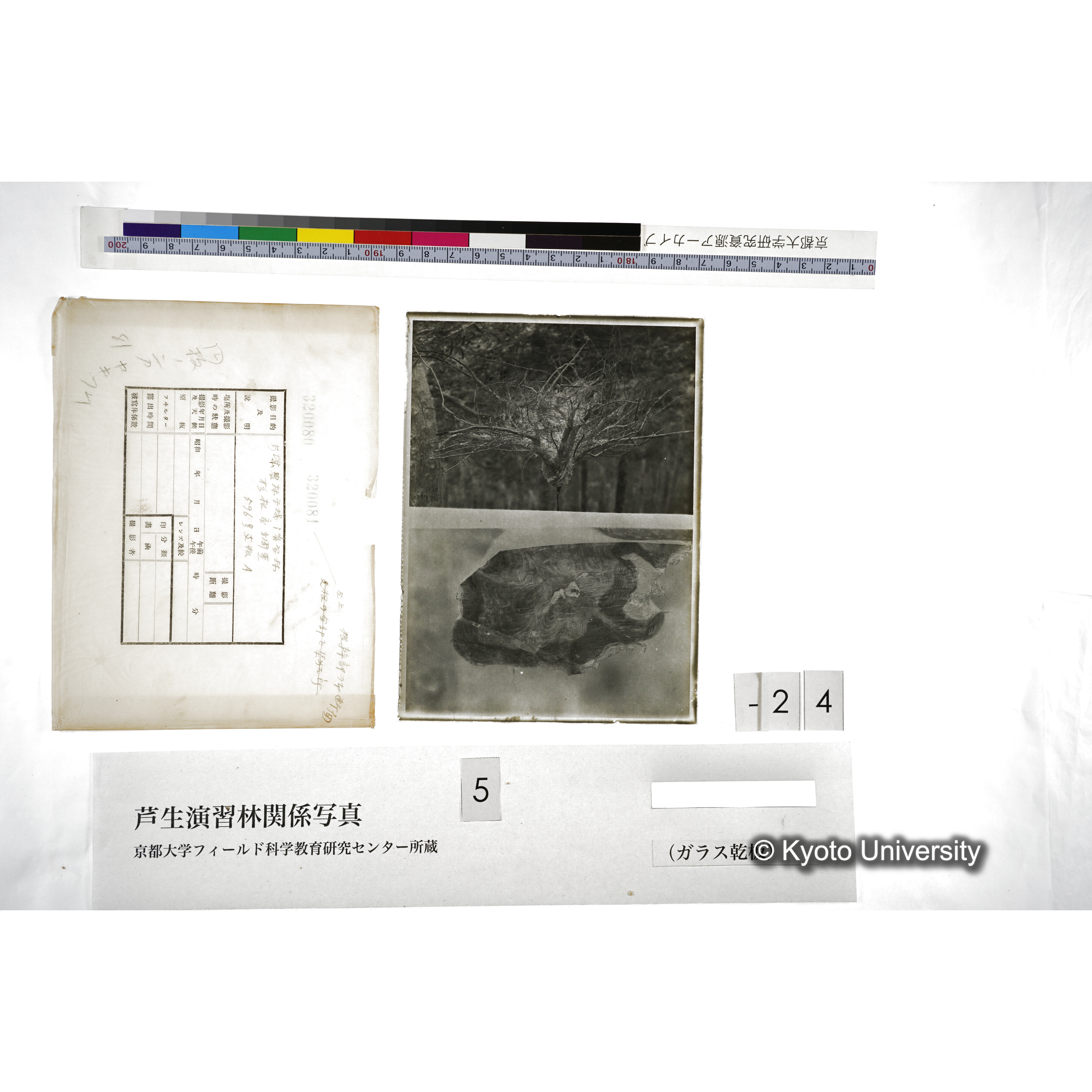 （ガラス乾板芦生柴田3-026） (3)