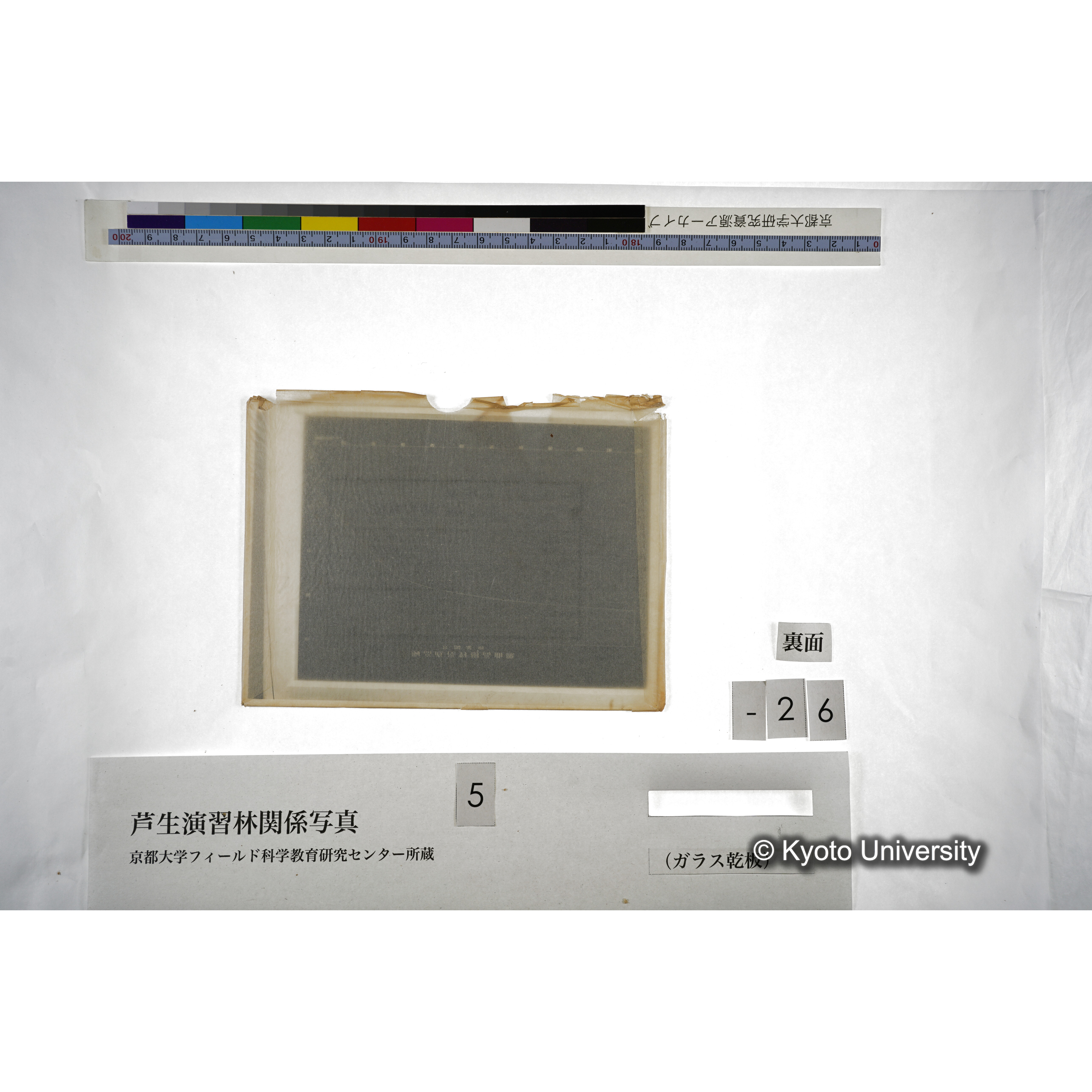 （ガラス乾板芦生柴田3-028） (3)