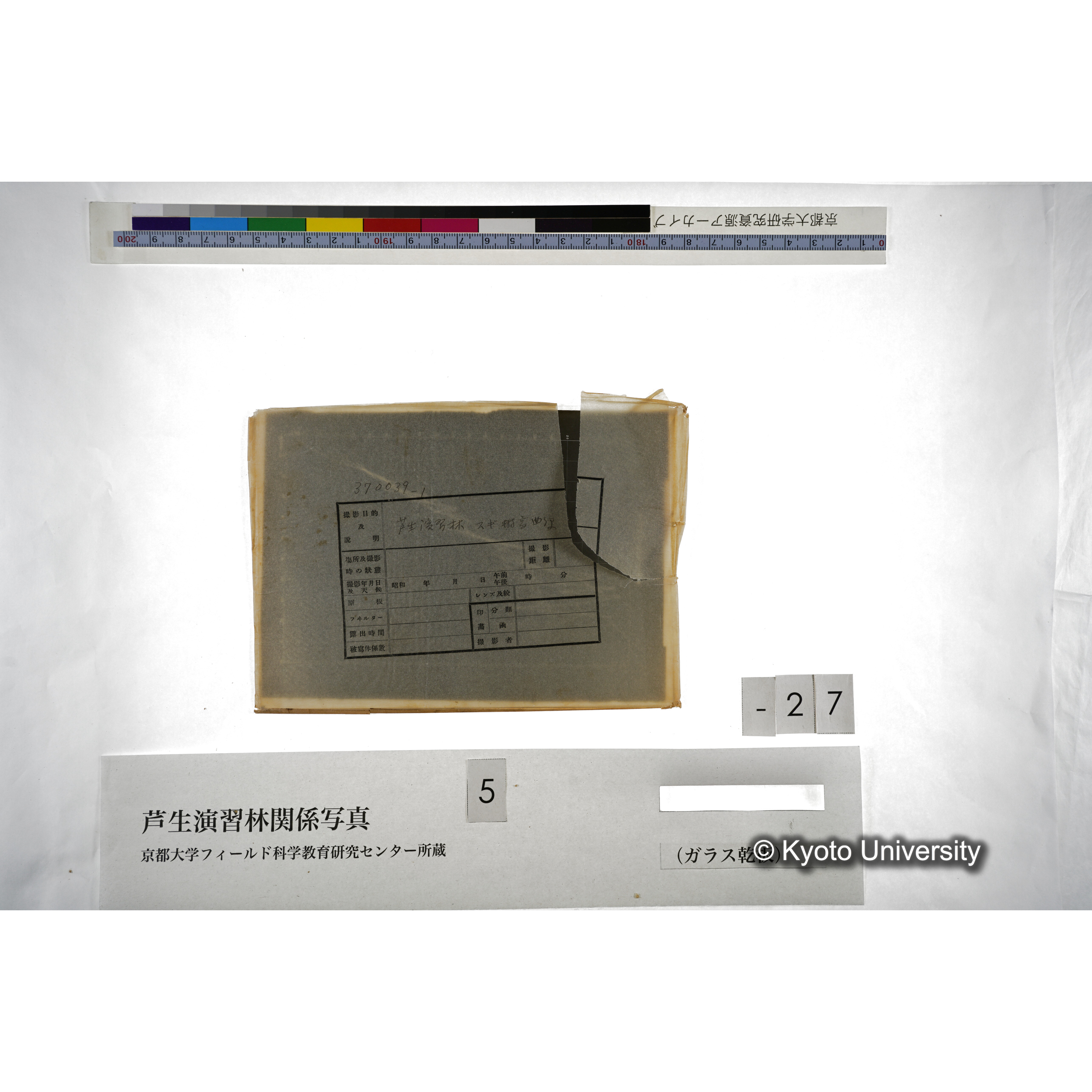 芦生演習林 スギ樹高曲線 (2)