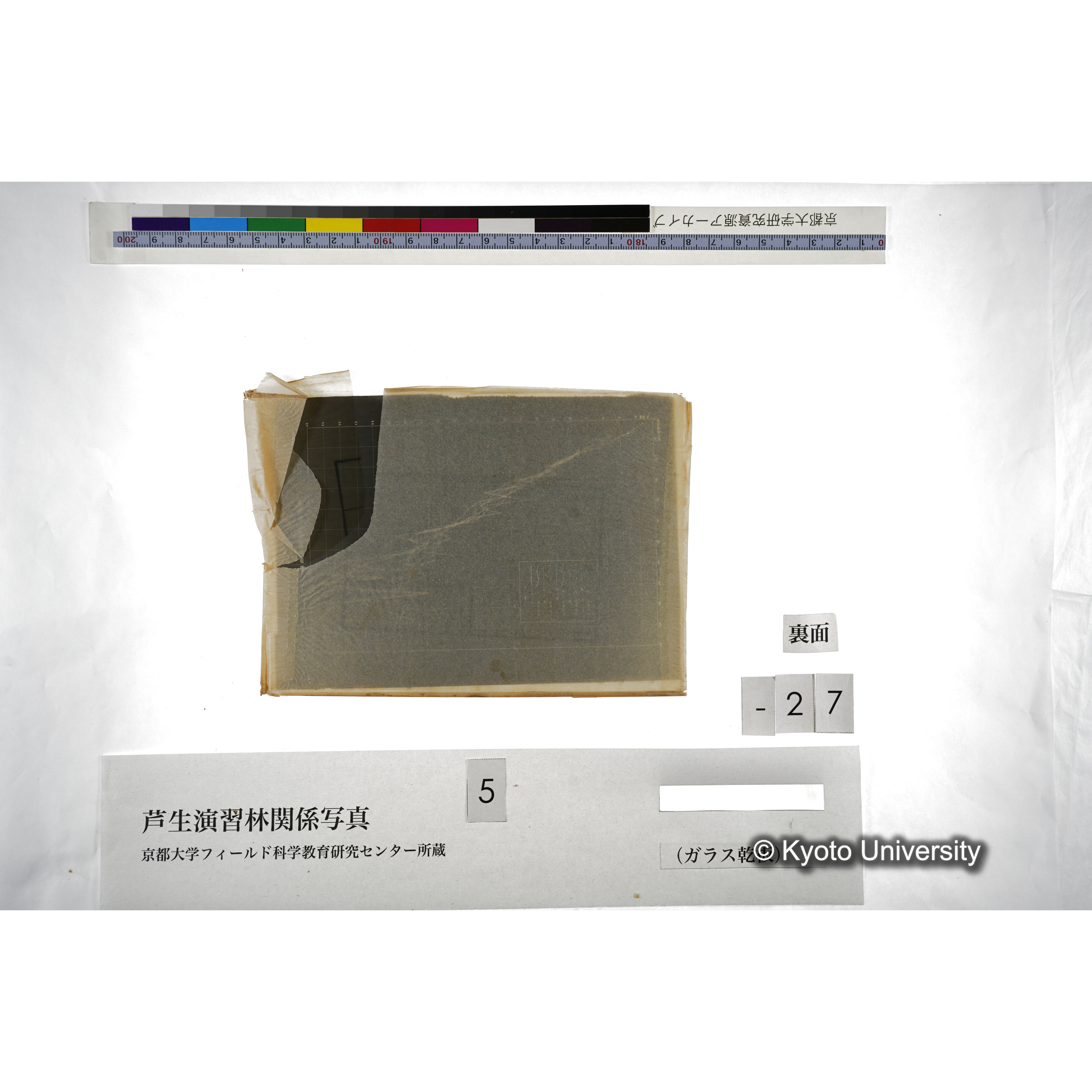 芦生演習林 スギ樹高曲線 (3)