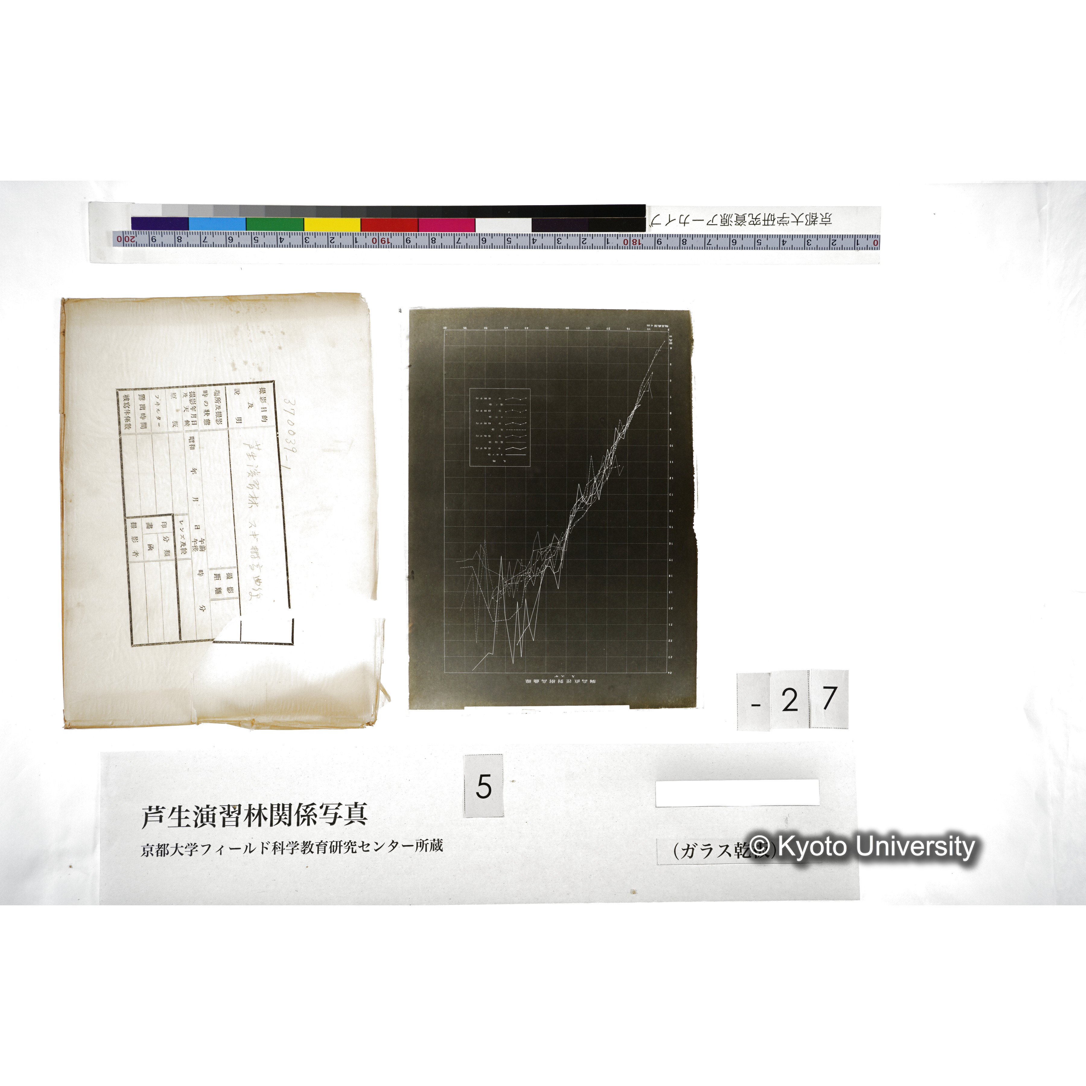 芦生演習林 スギ樹高曲線 (4)