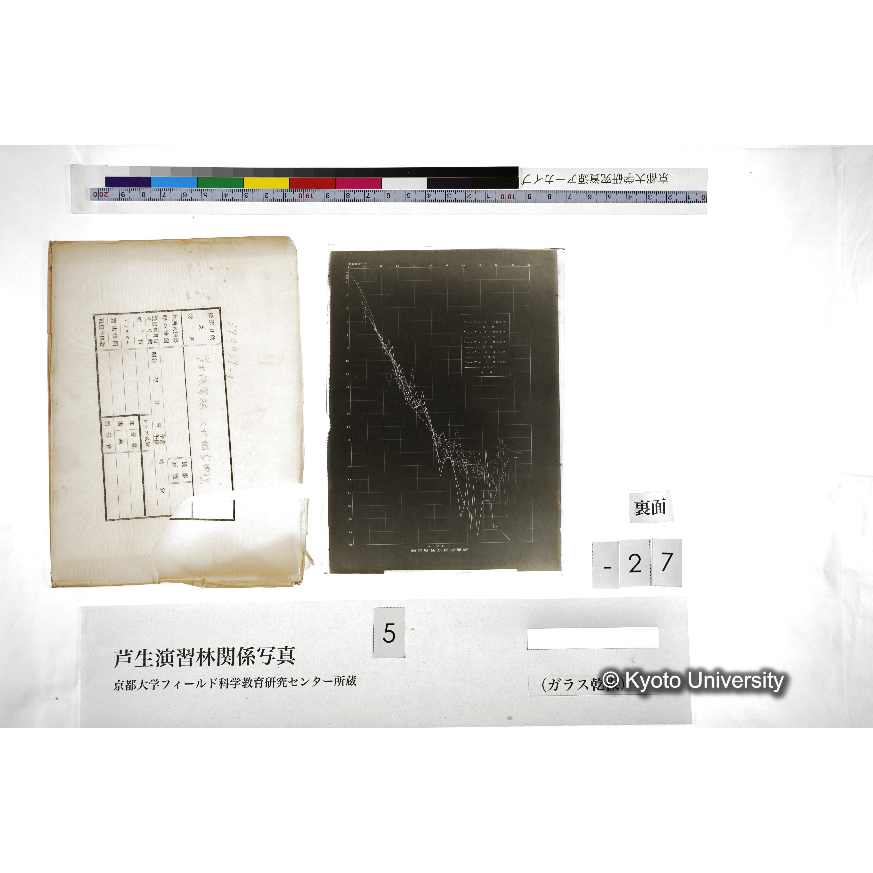 芦生演習林 スギ樹高曲線 (5)