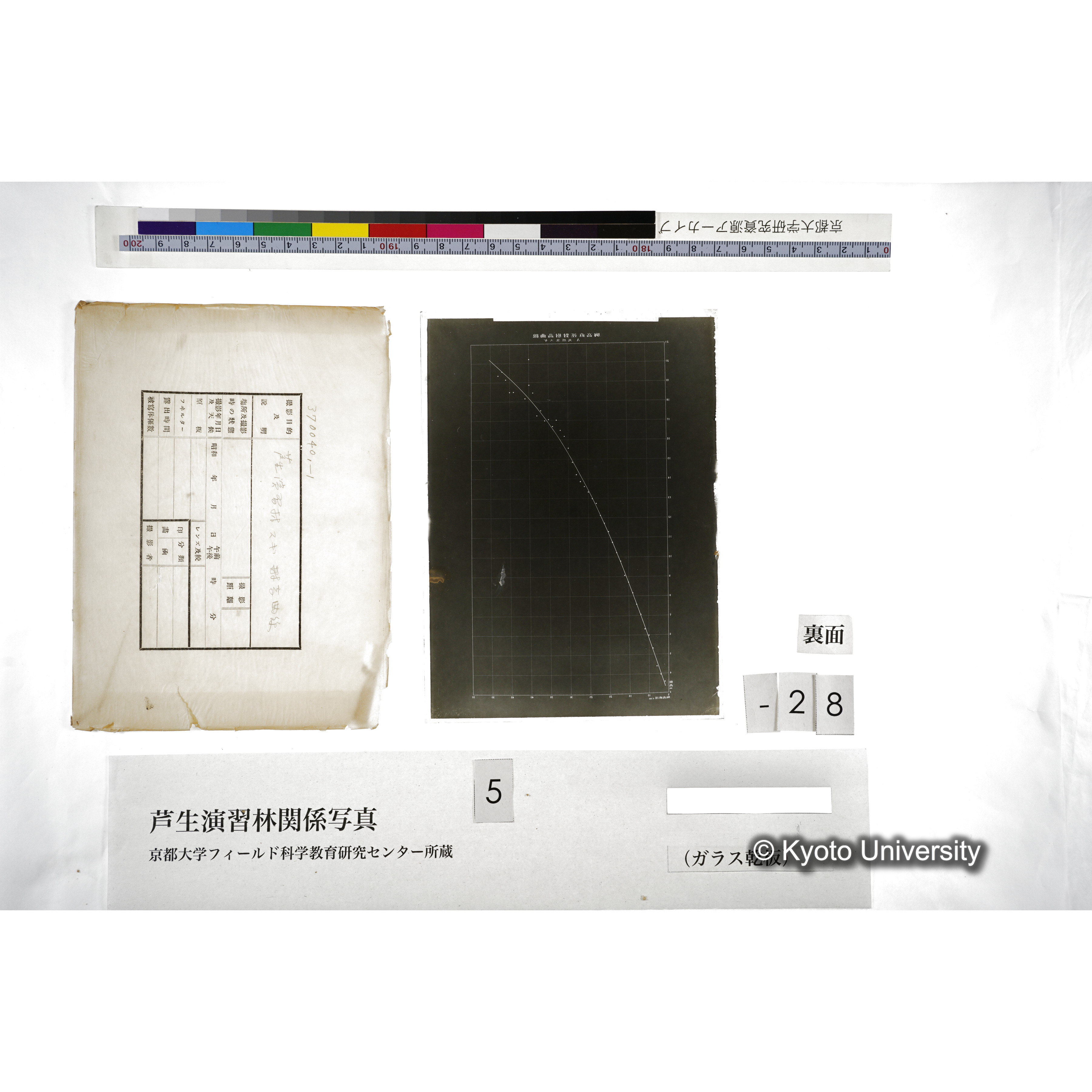 芦生演習林 スギ樹高曲線 (2)