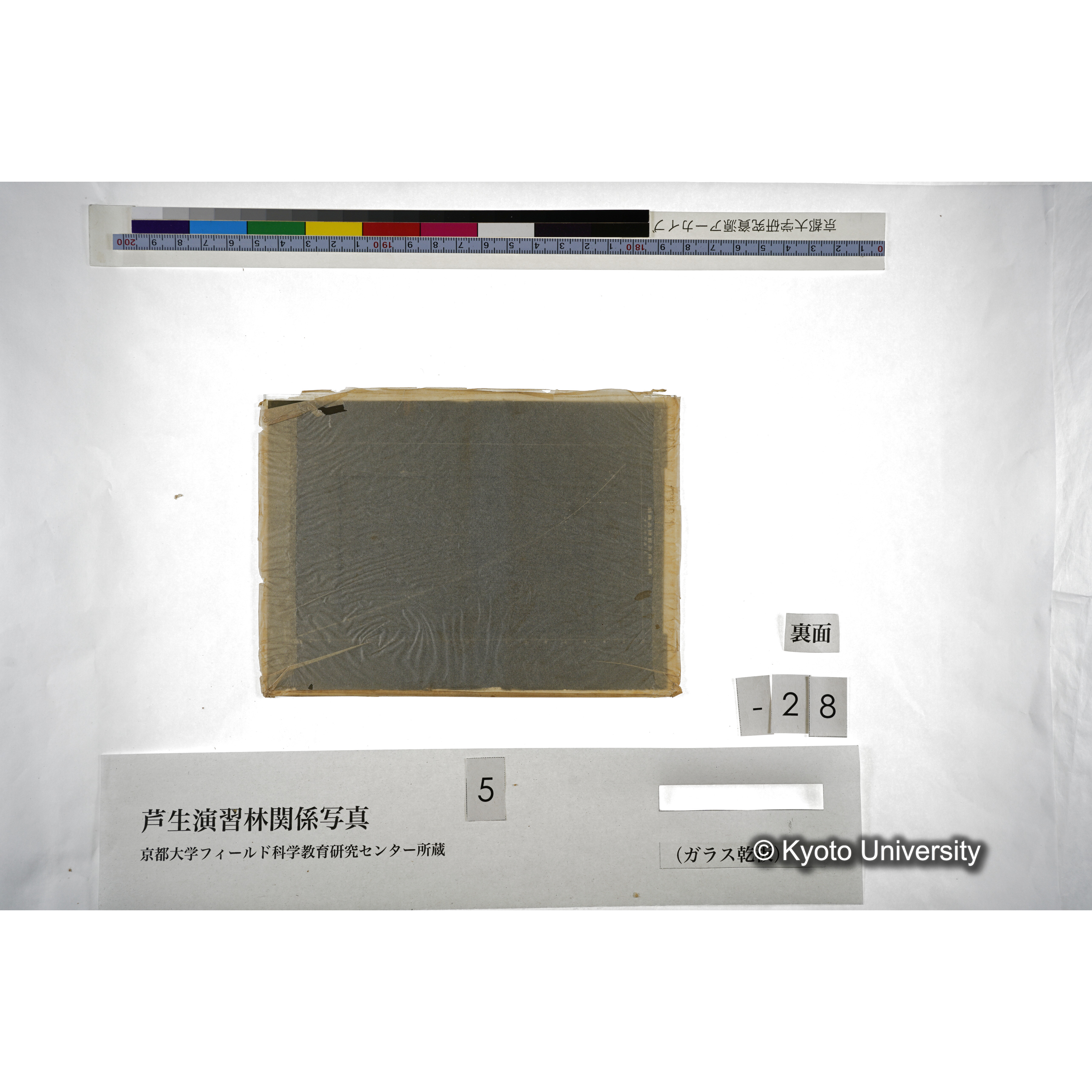 芦生演習林 スギ樹高曲線 (3)