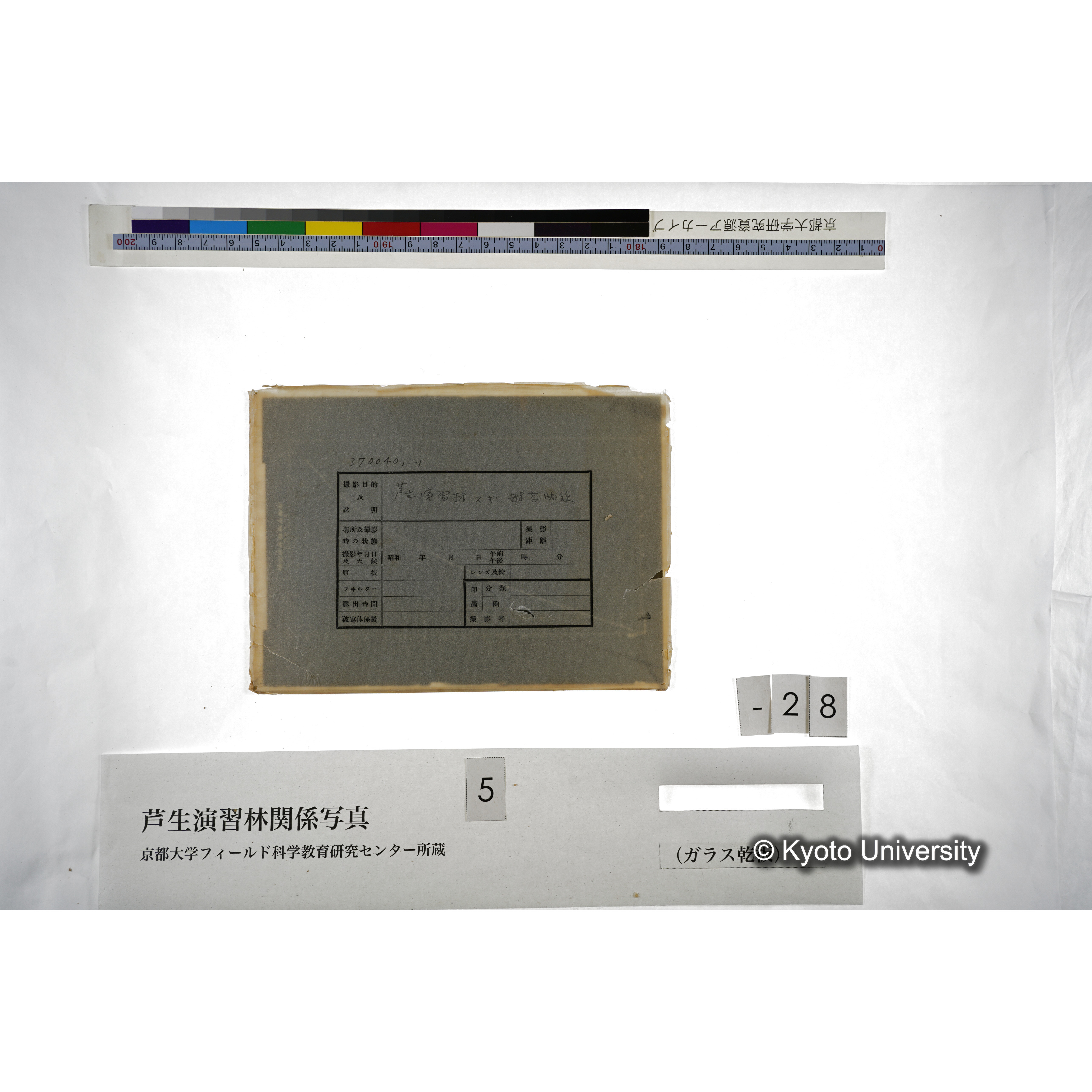 芦生演習林 スギ樹高曲線 (4)