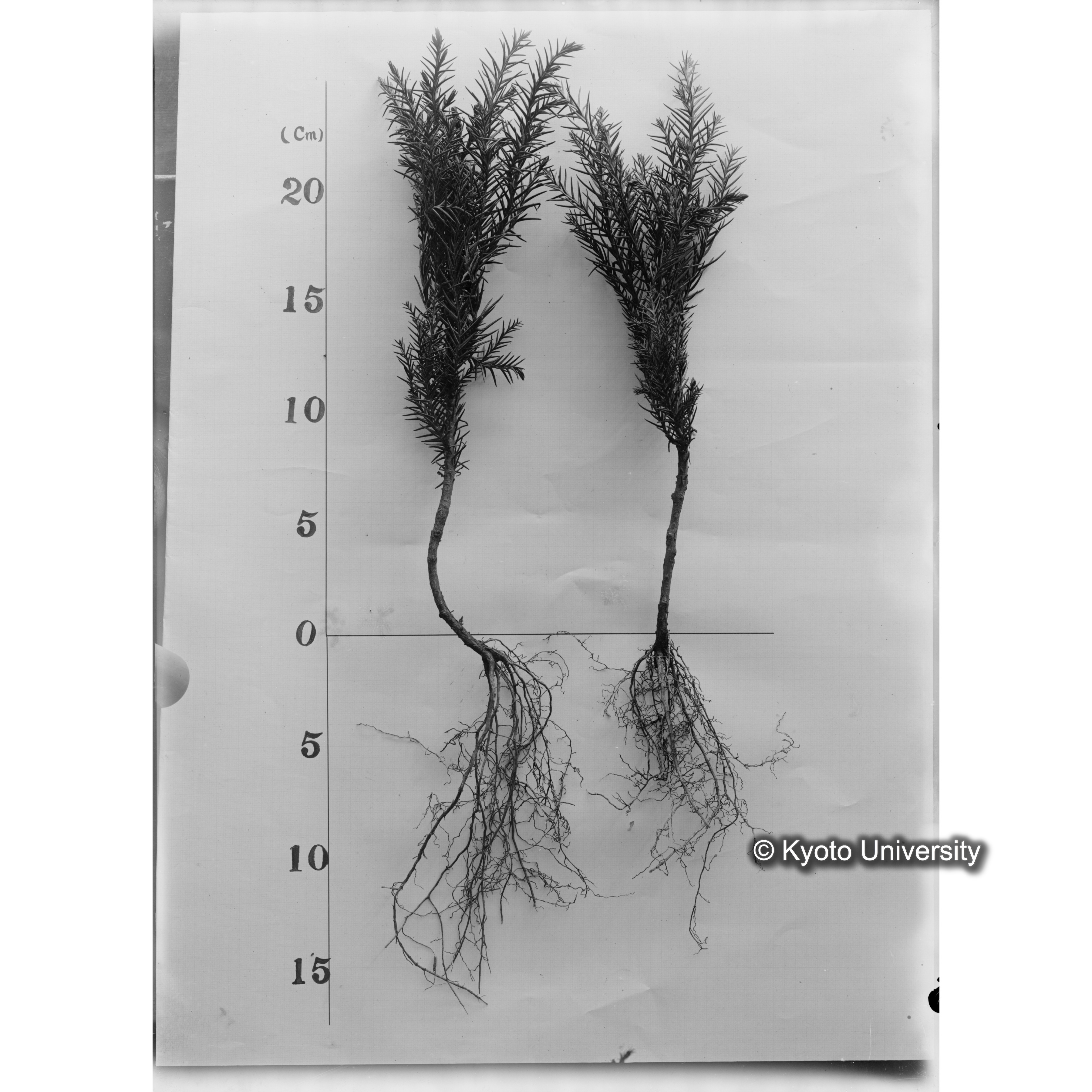 杉挿木苗木の養成法､癈苗よりの1年生苗木 (1)