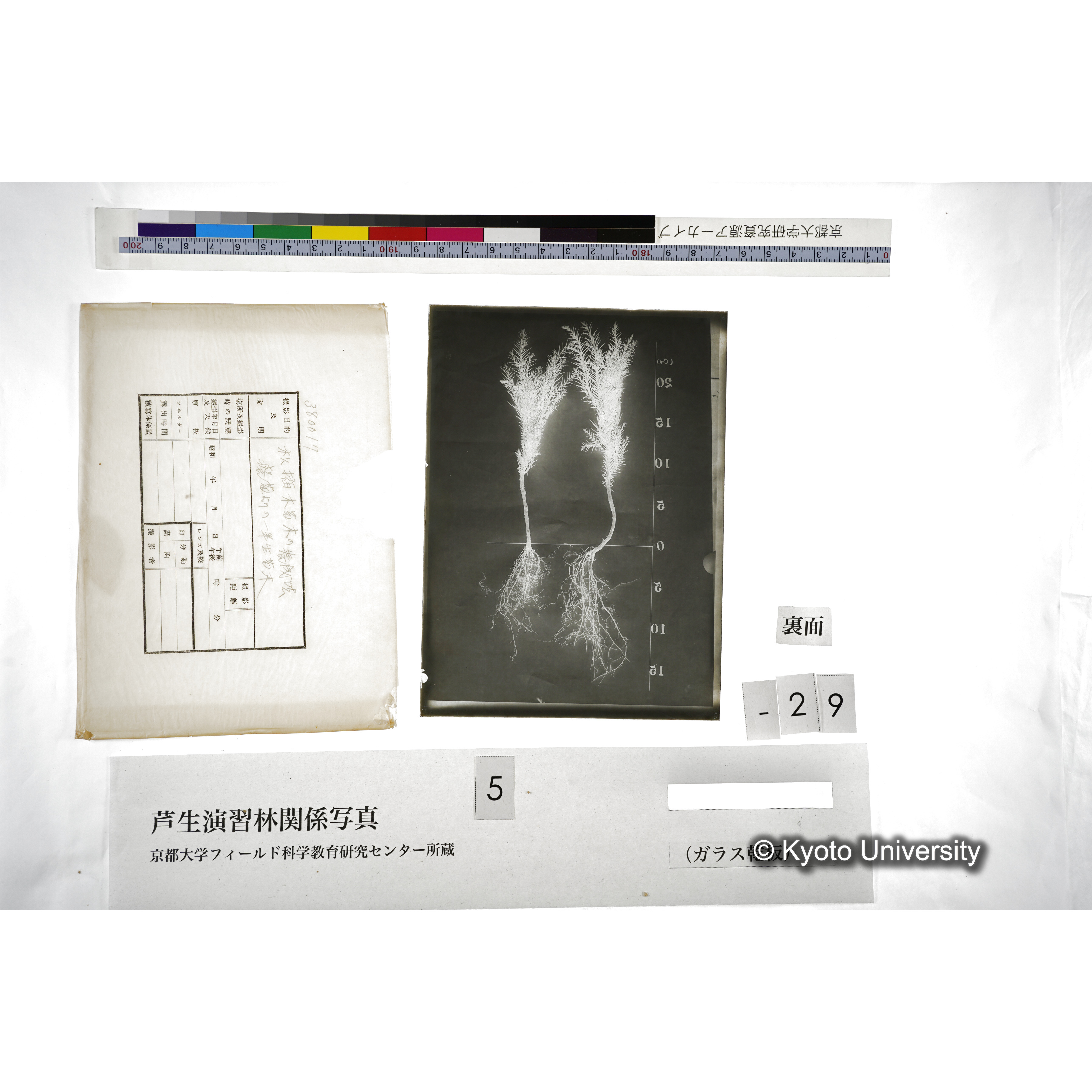 杉挿木苗木の養成法､癈苗よりの1年生苗木 (2)