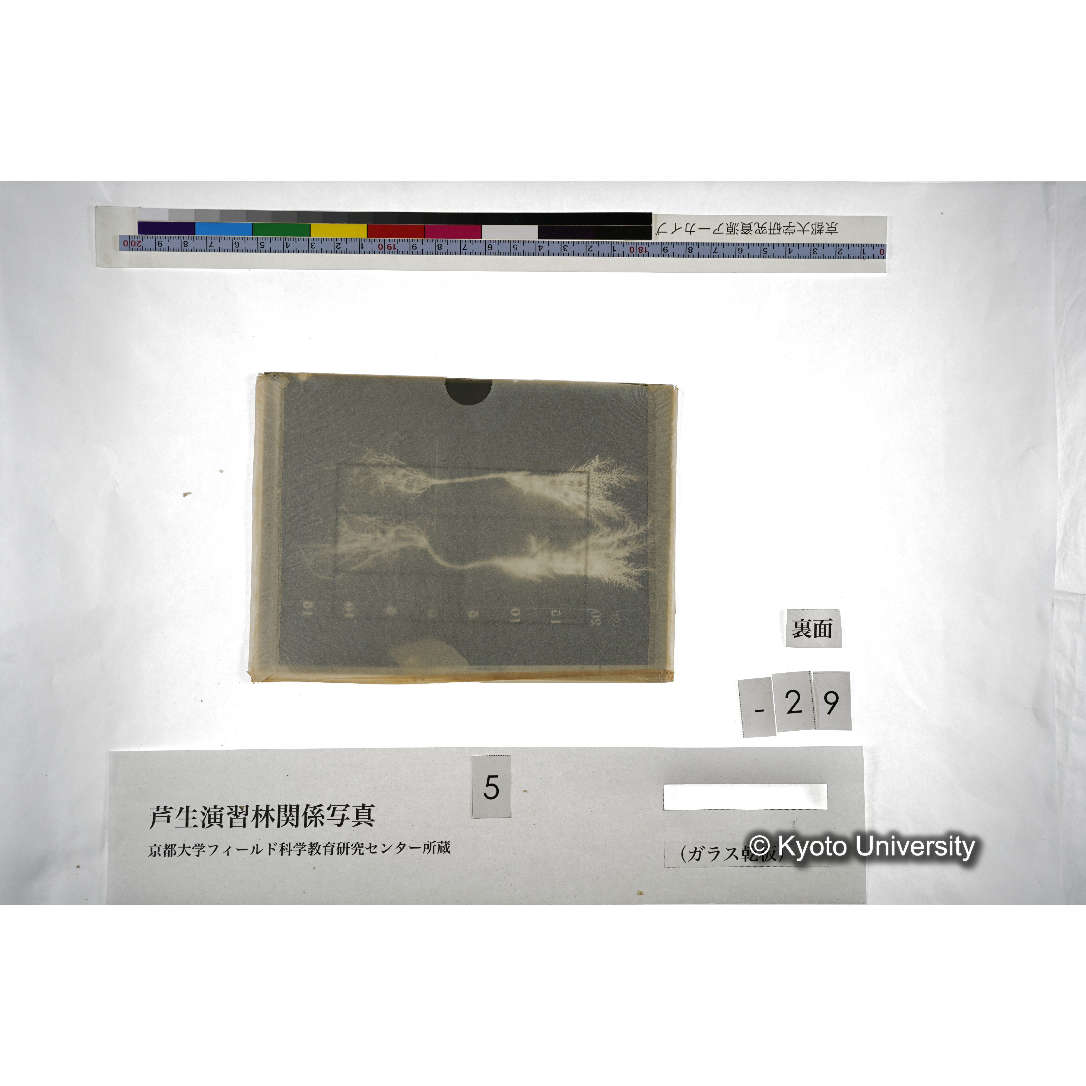 杉挿木苗木の養成法､癈苗よりの1年生苗木 (3)