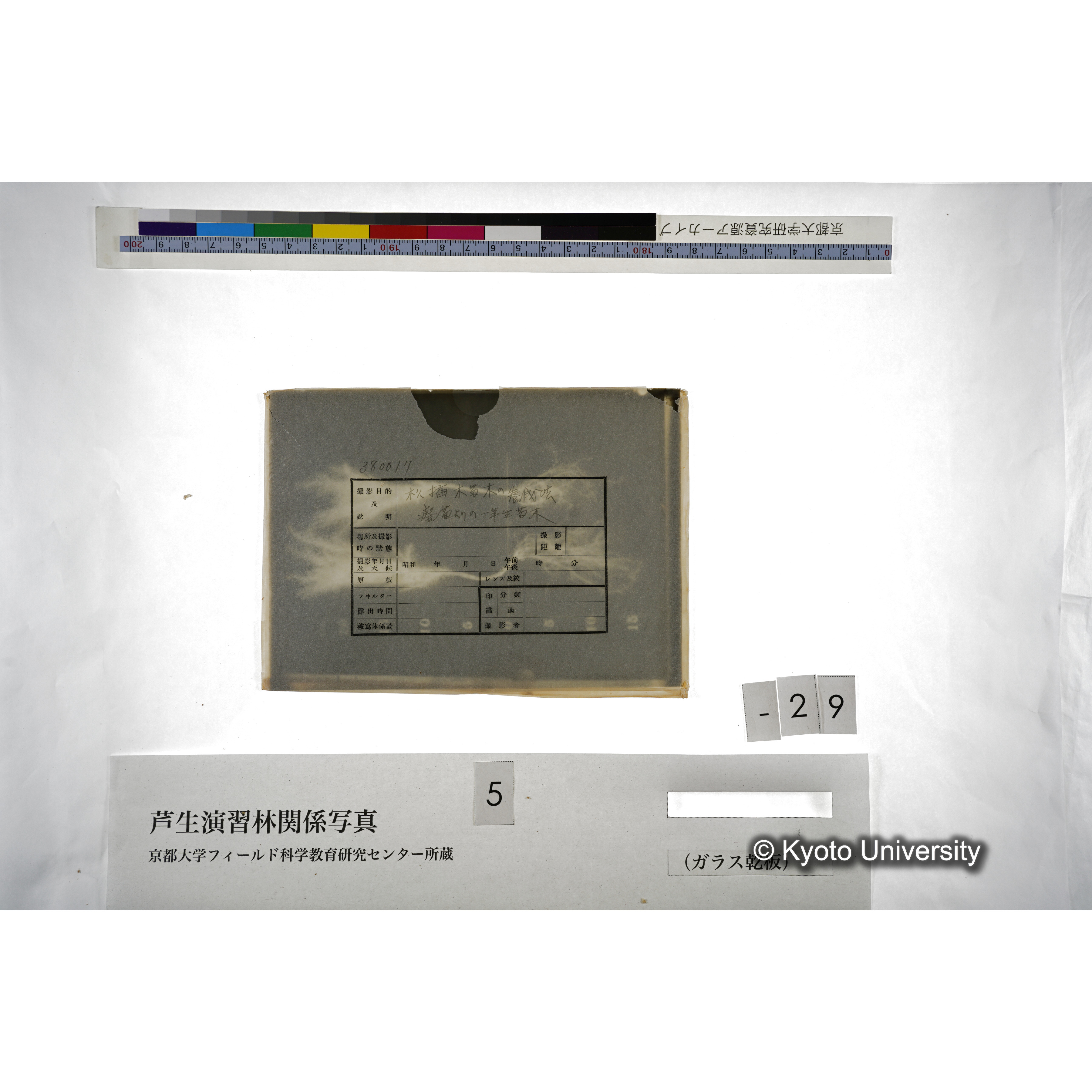 杉挿木苗木の養成法､癈苗よりの1年生苗木 (4)