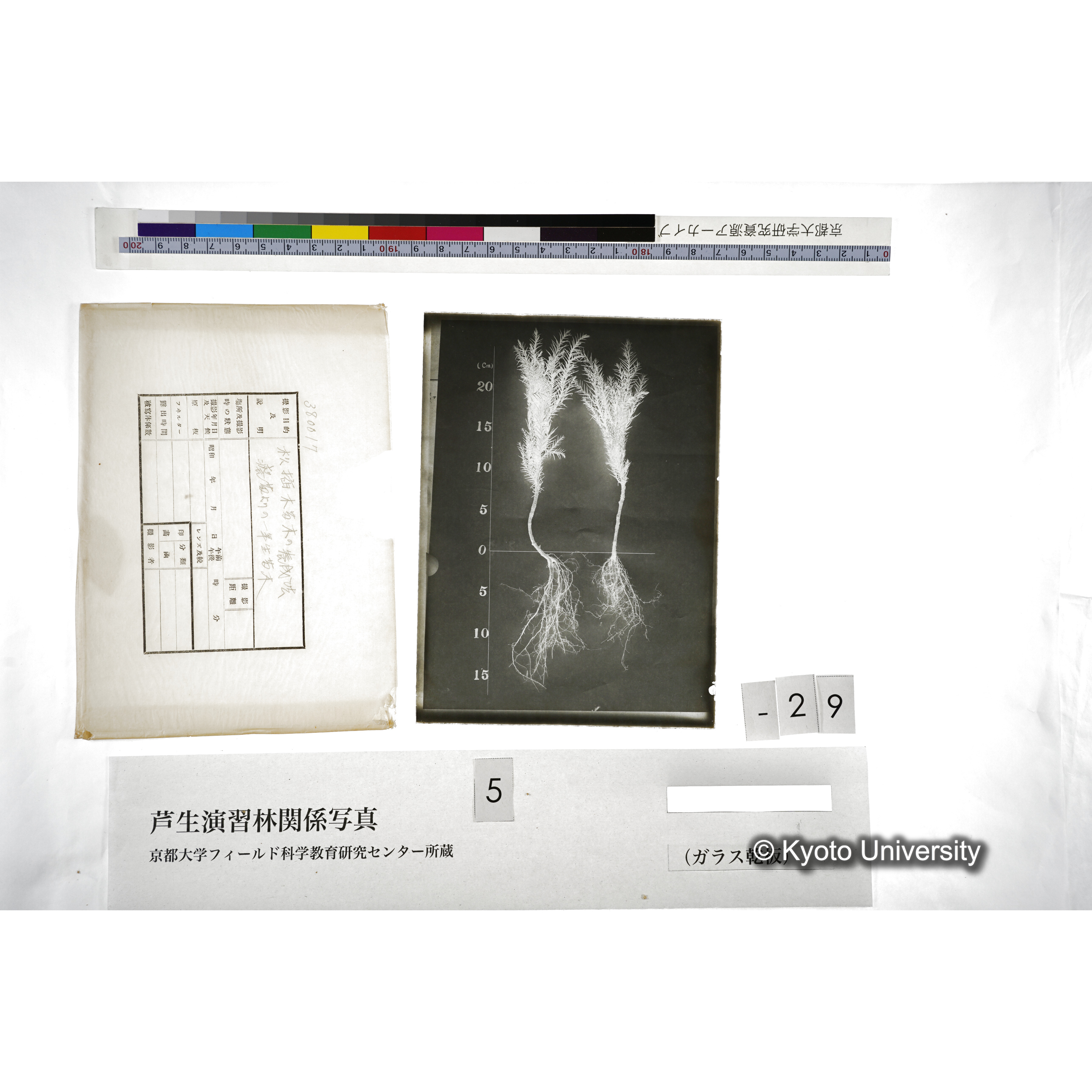 杉挿木苗木の養成法､癈苗よりの1年生苗木 (5)