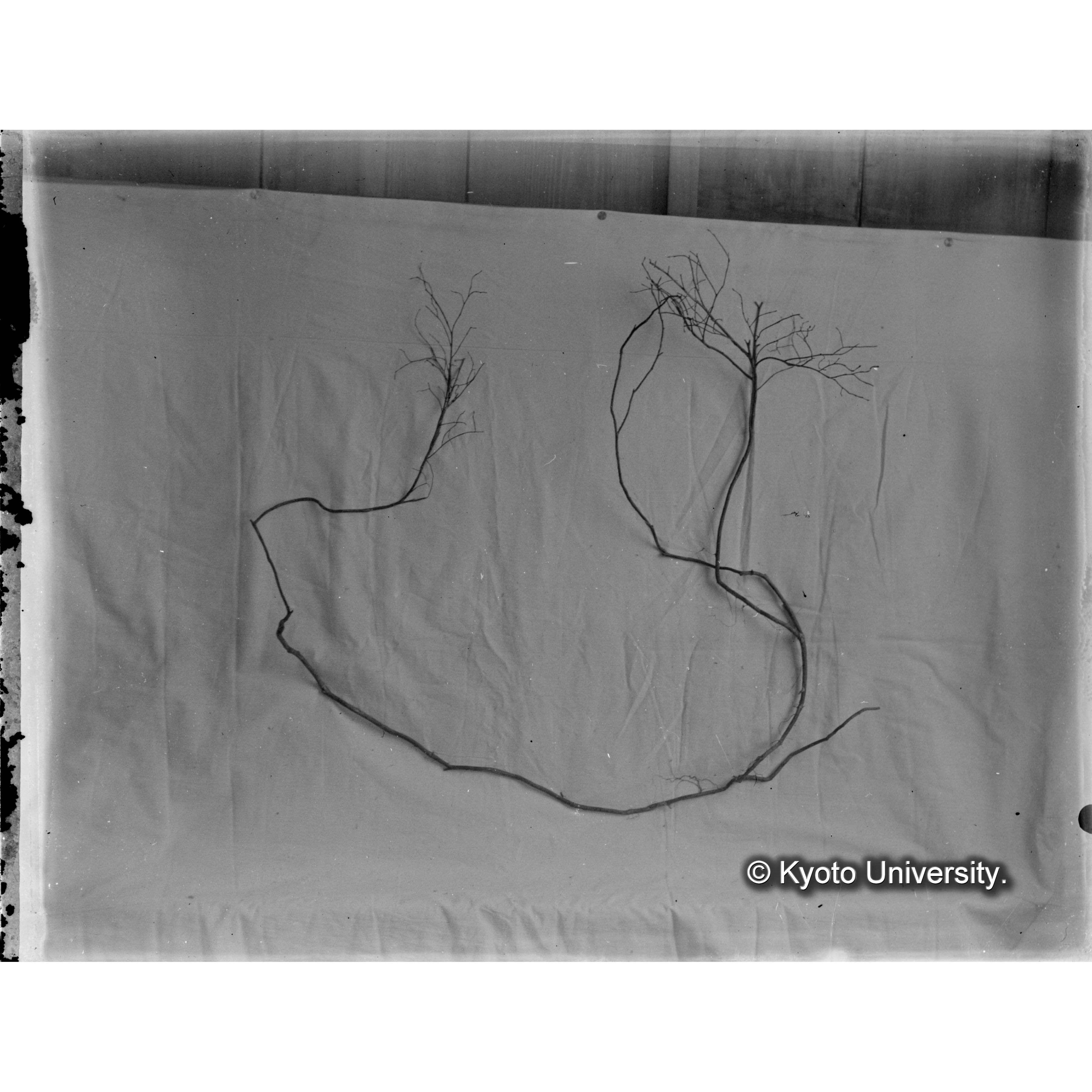 （ガラス乾板A-05） (1)