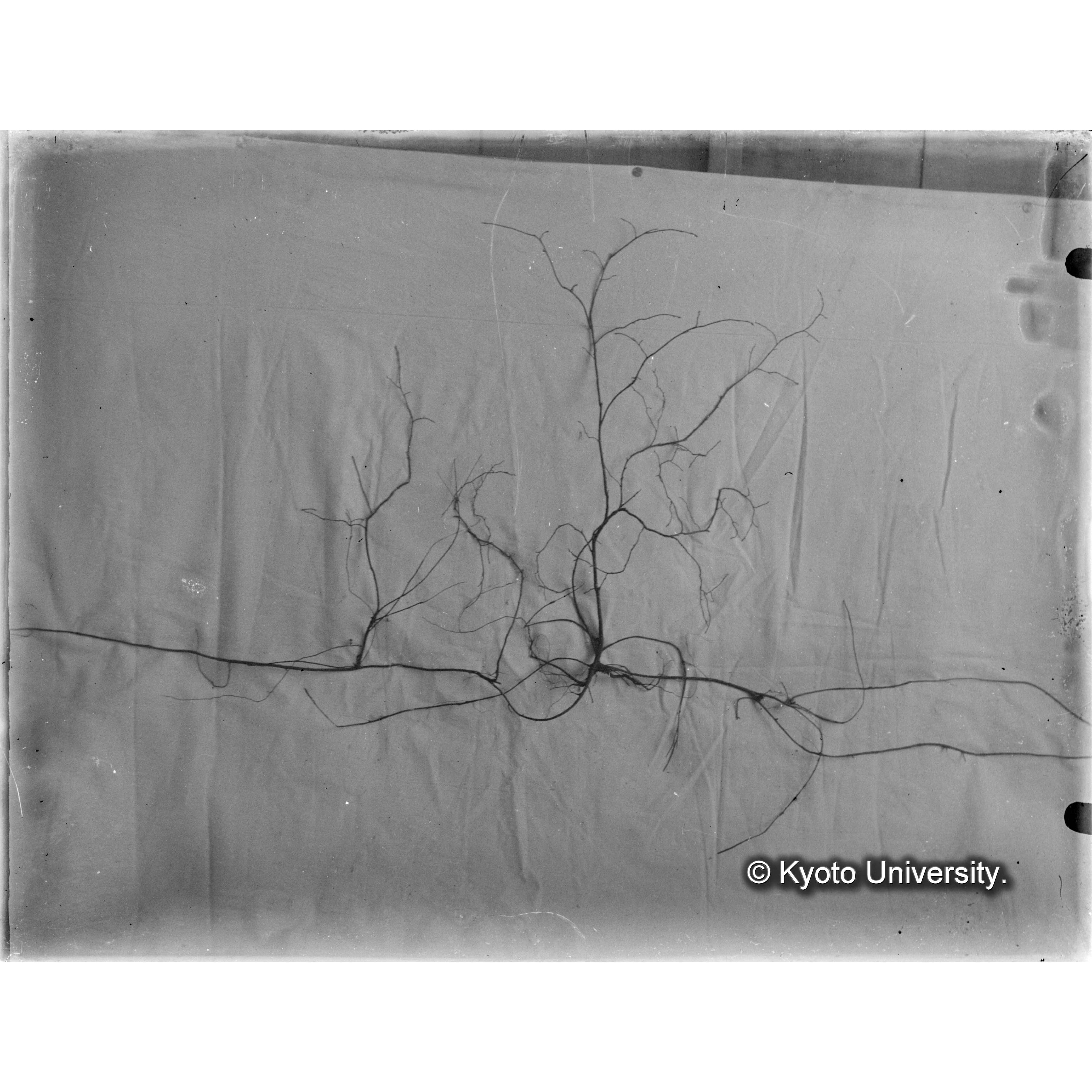 （ガラス乾板A-06） (1)