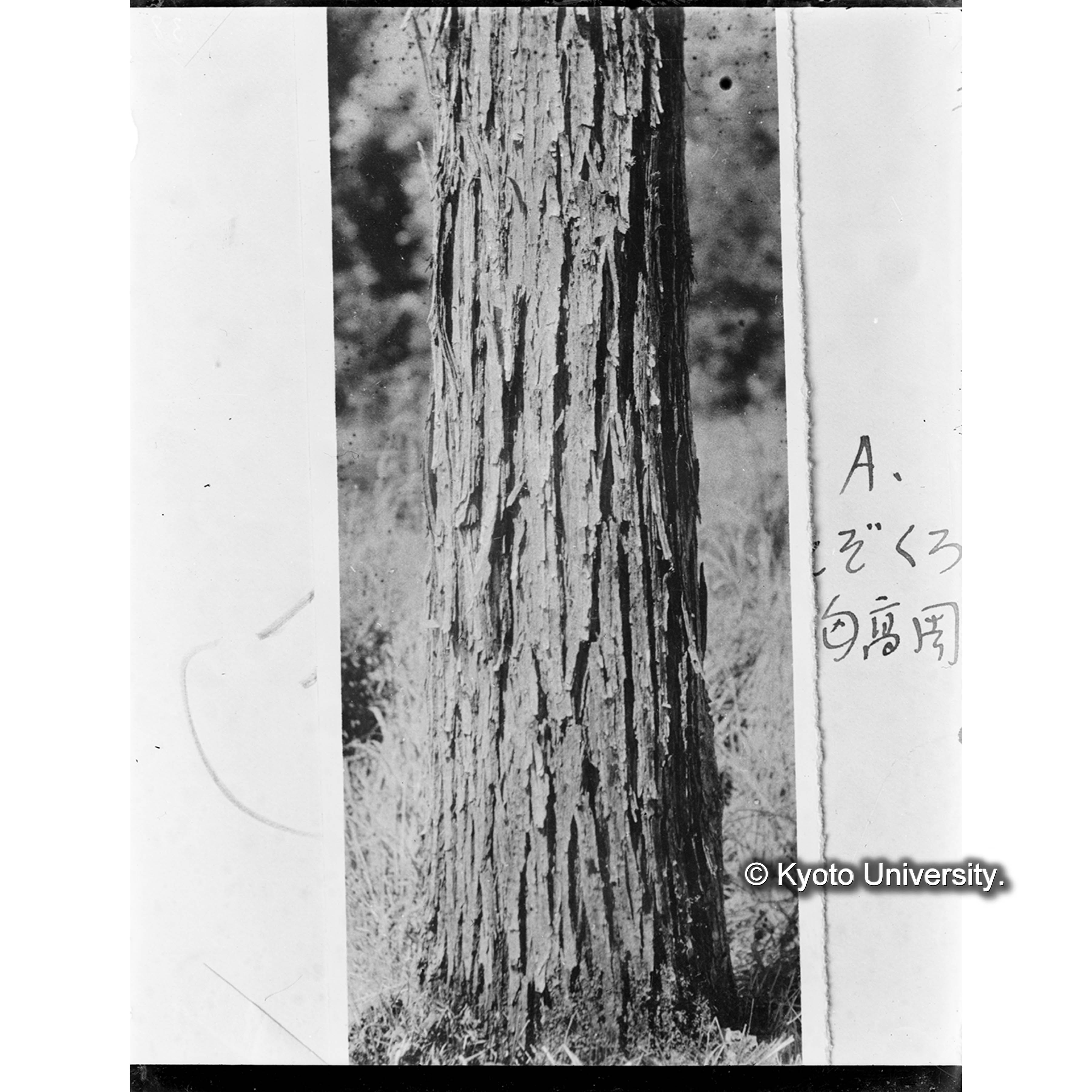 エゾノクロヤナギの樹皮 (1)