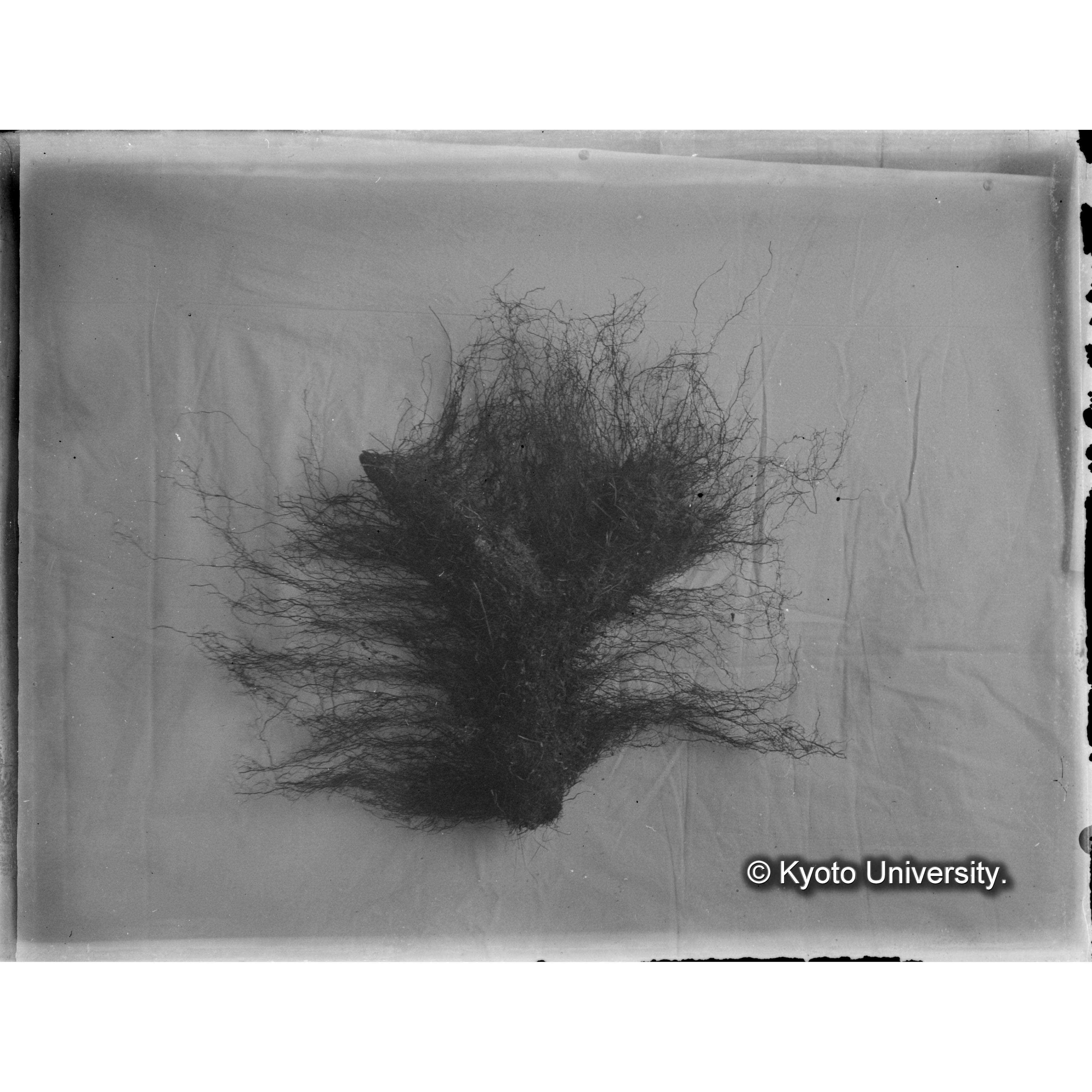 ヤマドリゼンマイの根系 (1)