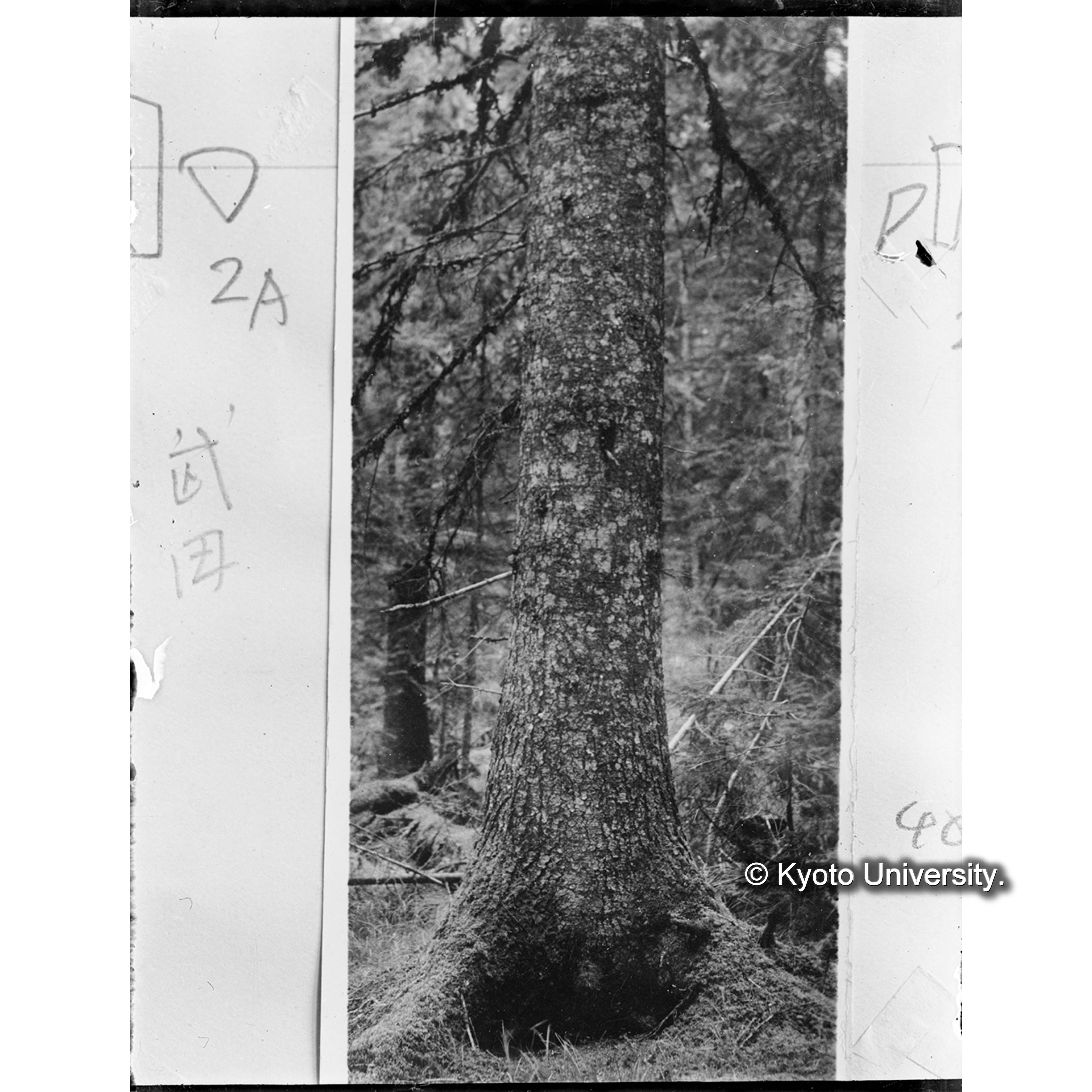 エゾマツの樹皮平滑なるもの (1)