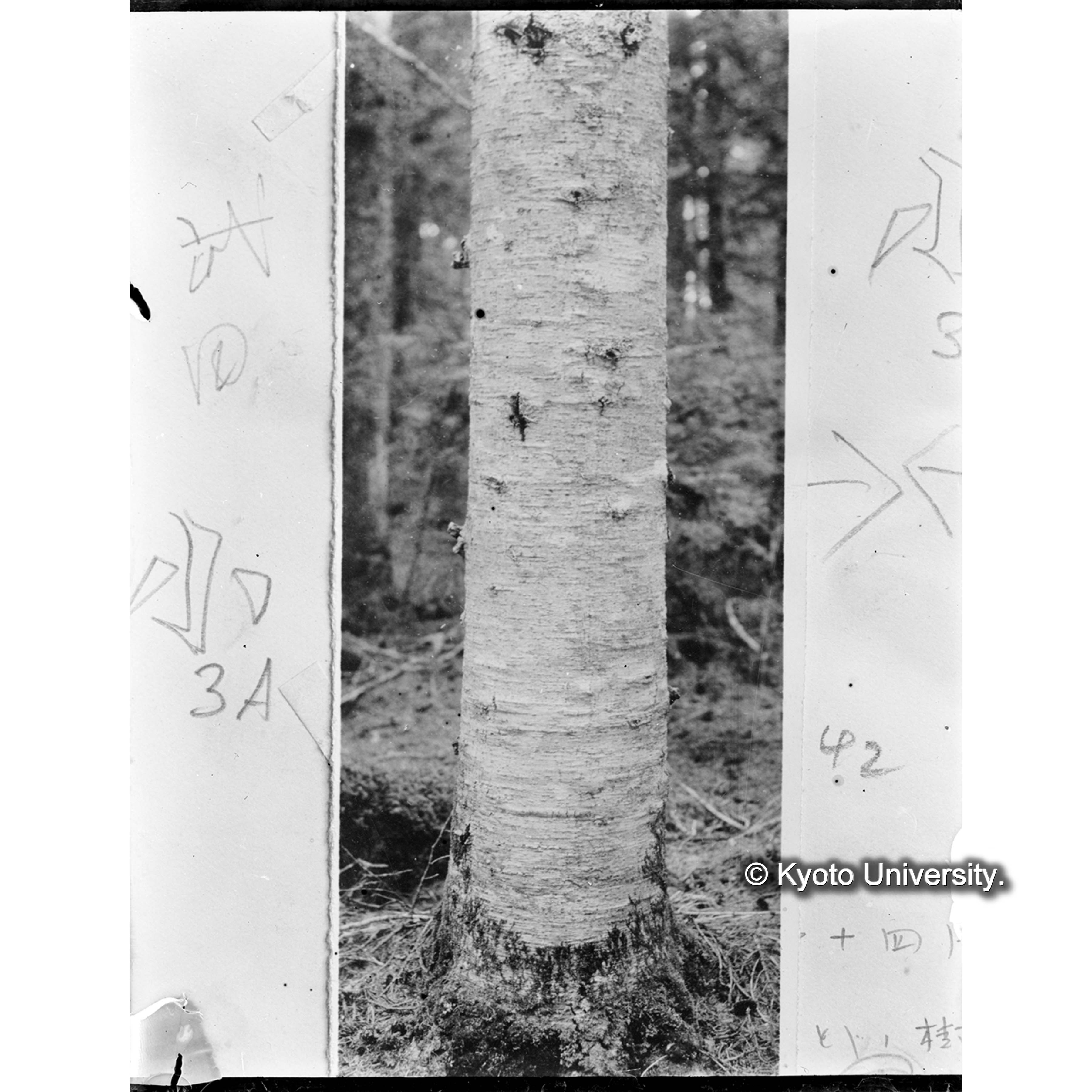 アオトドの樹皮 (1)