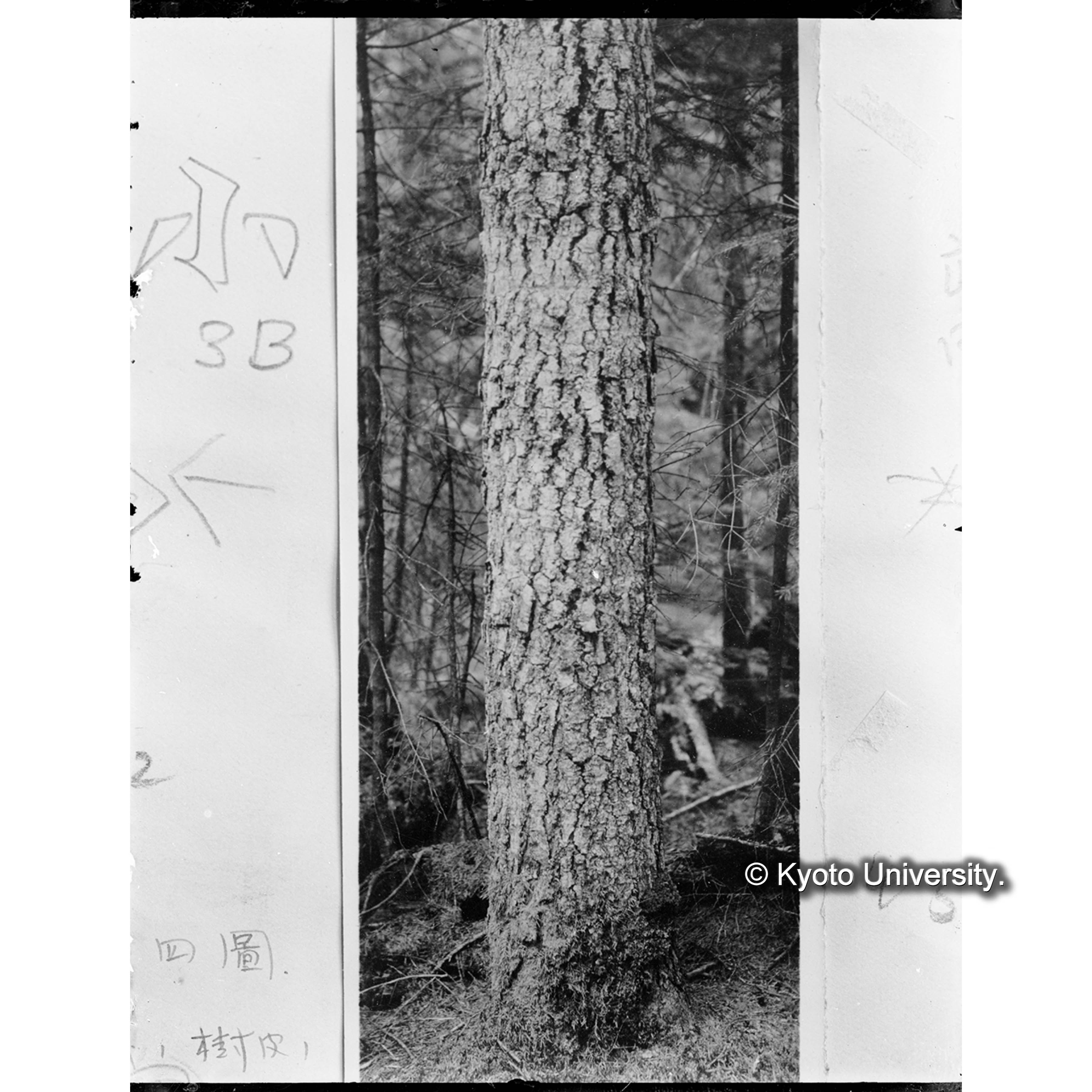 アカトドの樹皮 (1)