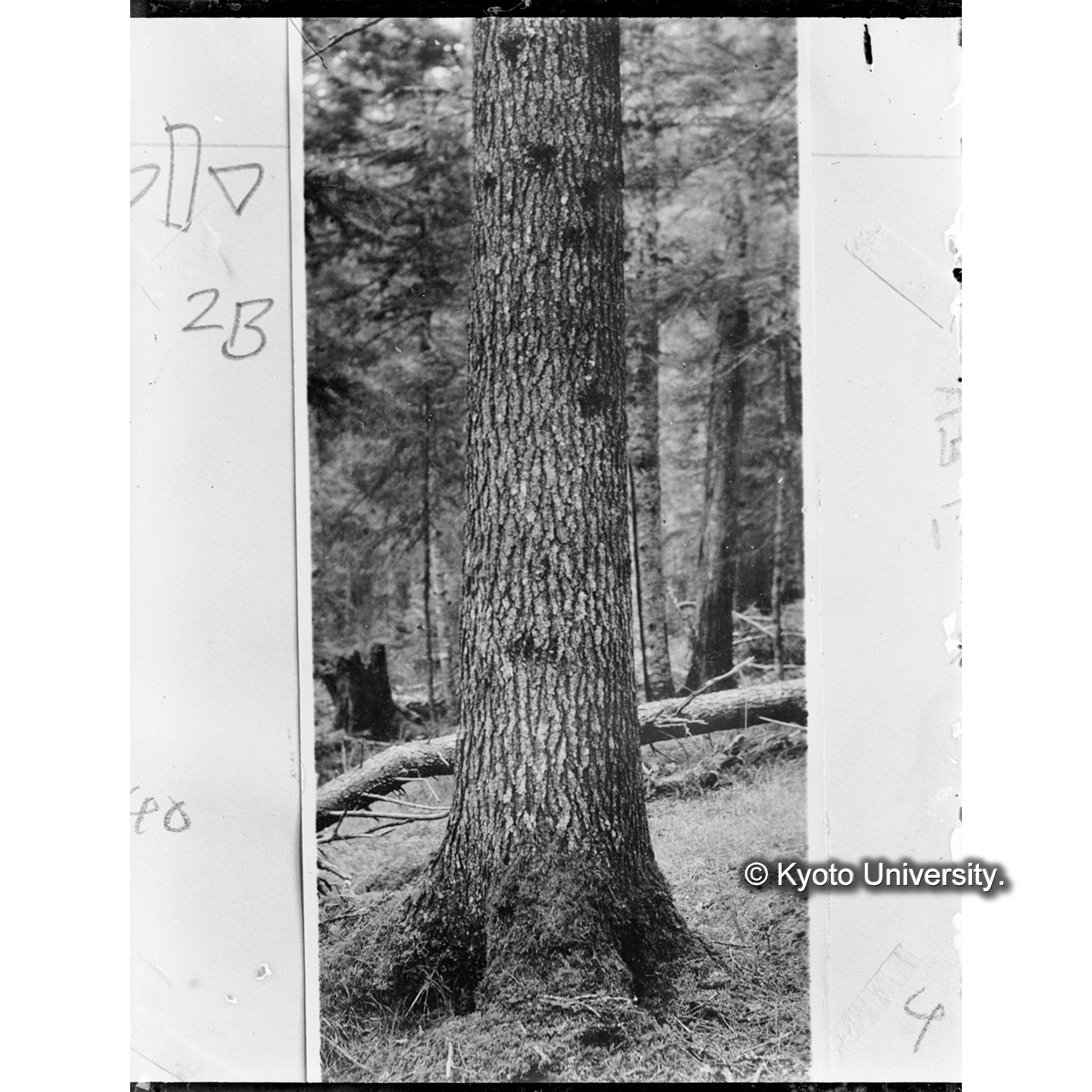 エゾマツの普通の樹皮 (1)