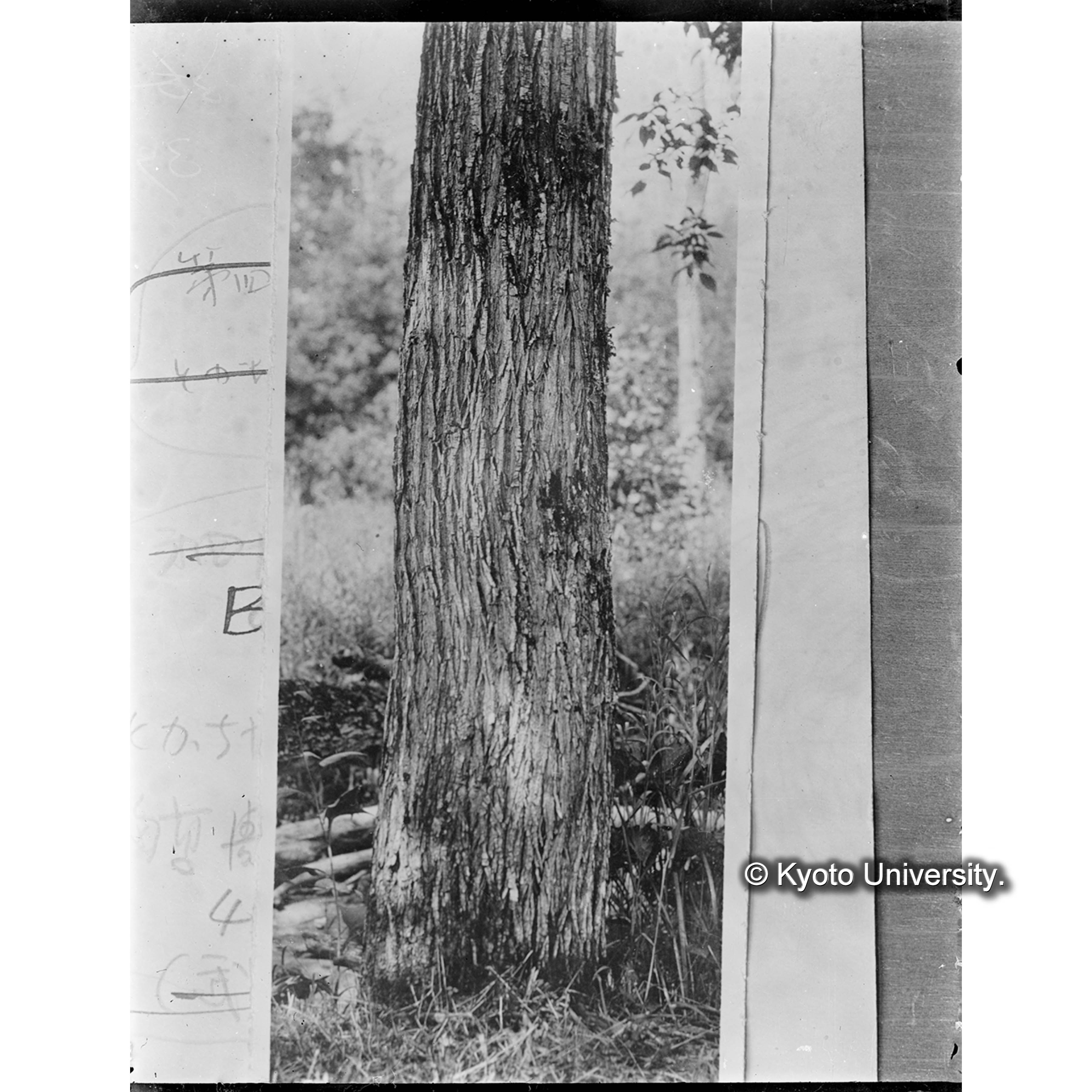 トカチヤナギ胸高周囲44寸 (1)