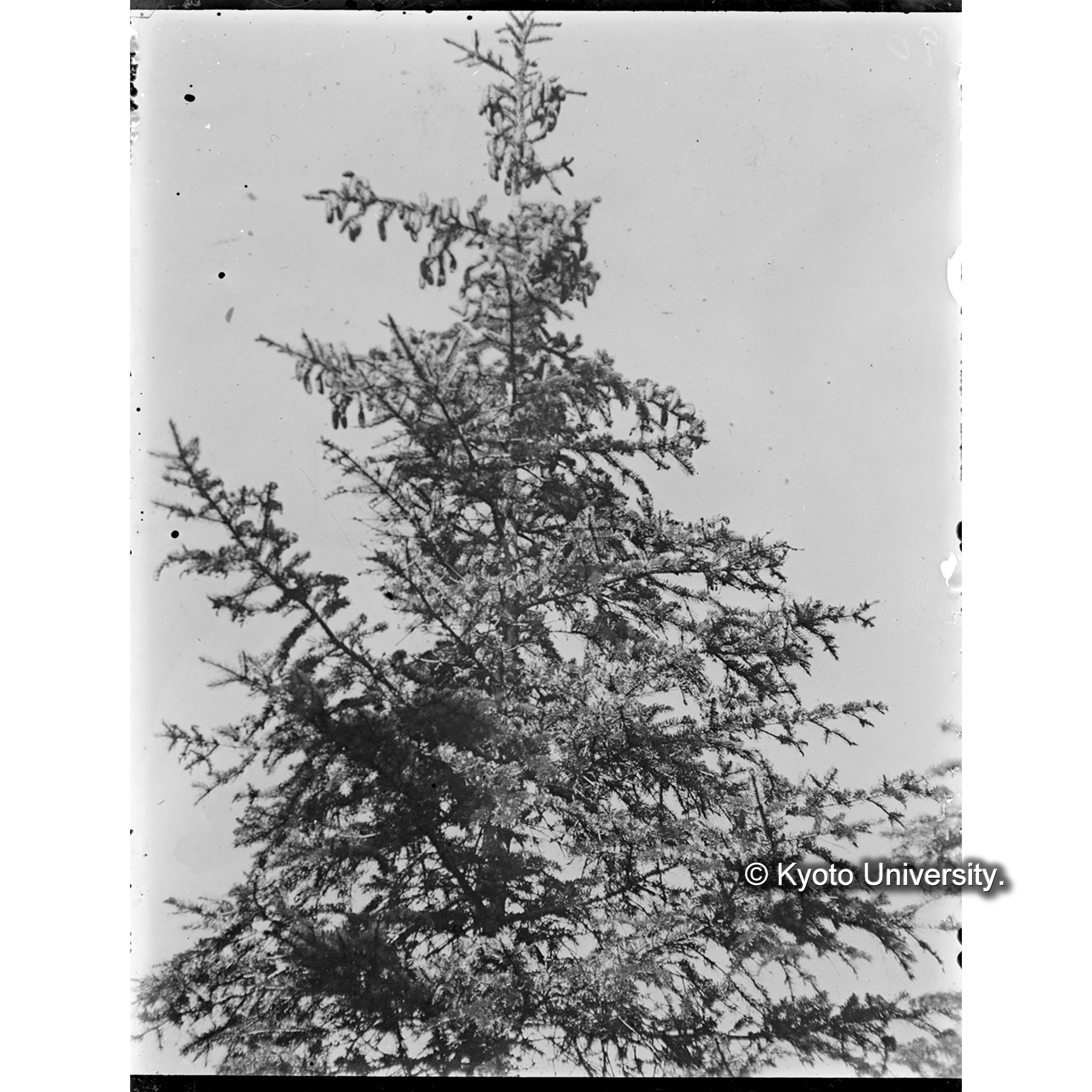 果実を付けたエゾマツの梢1 (1)