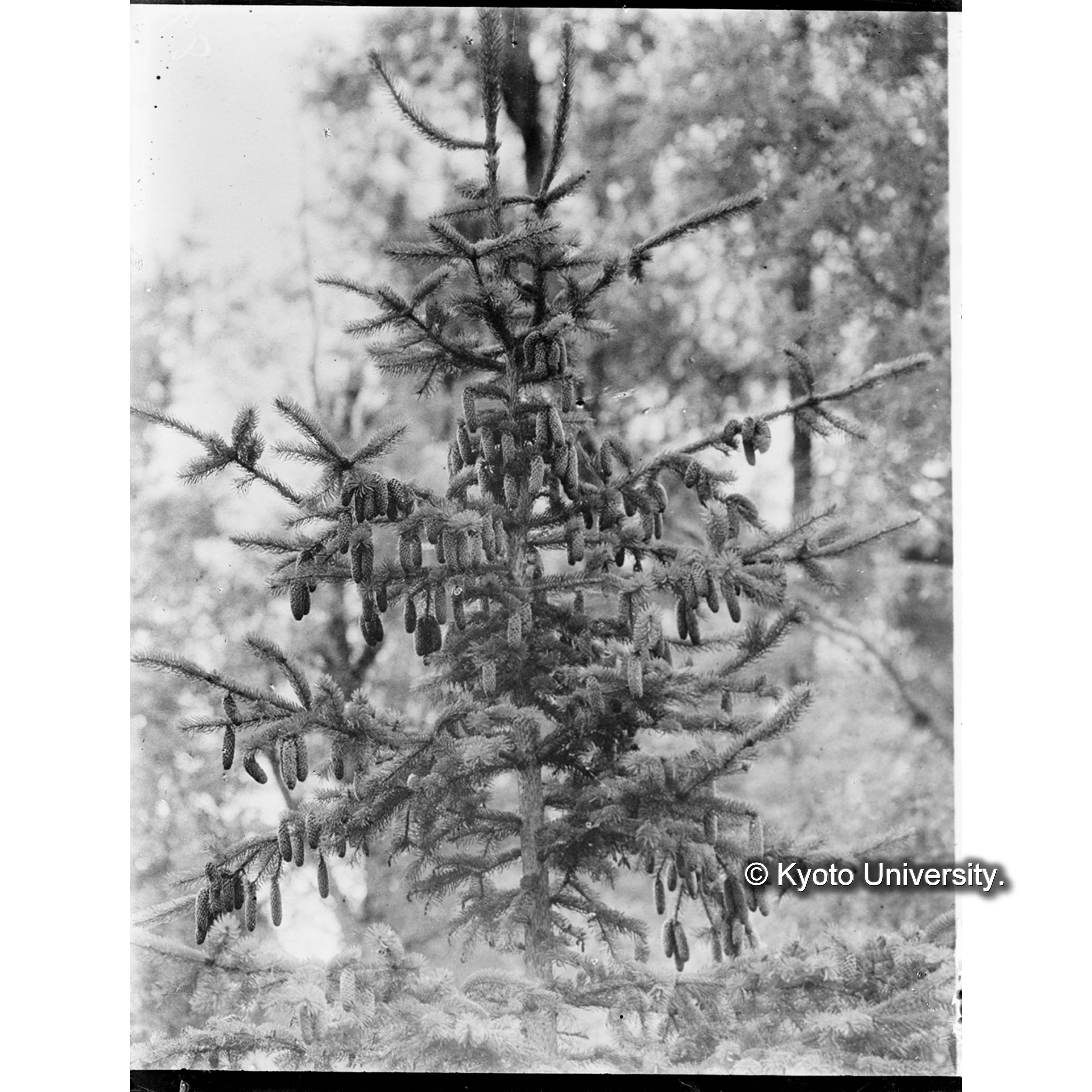 果実を付けたエゾマツの梢2 (1)