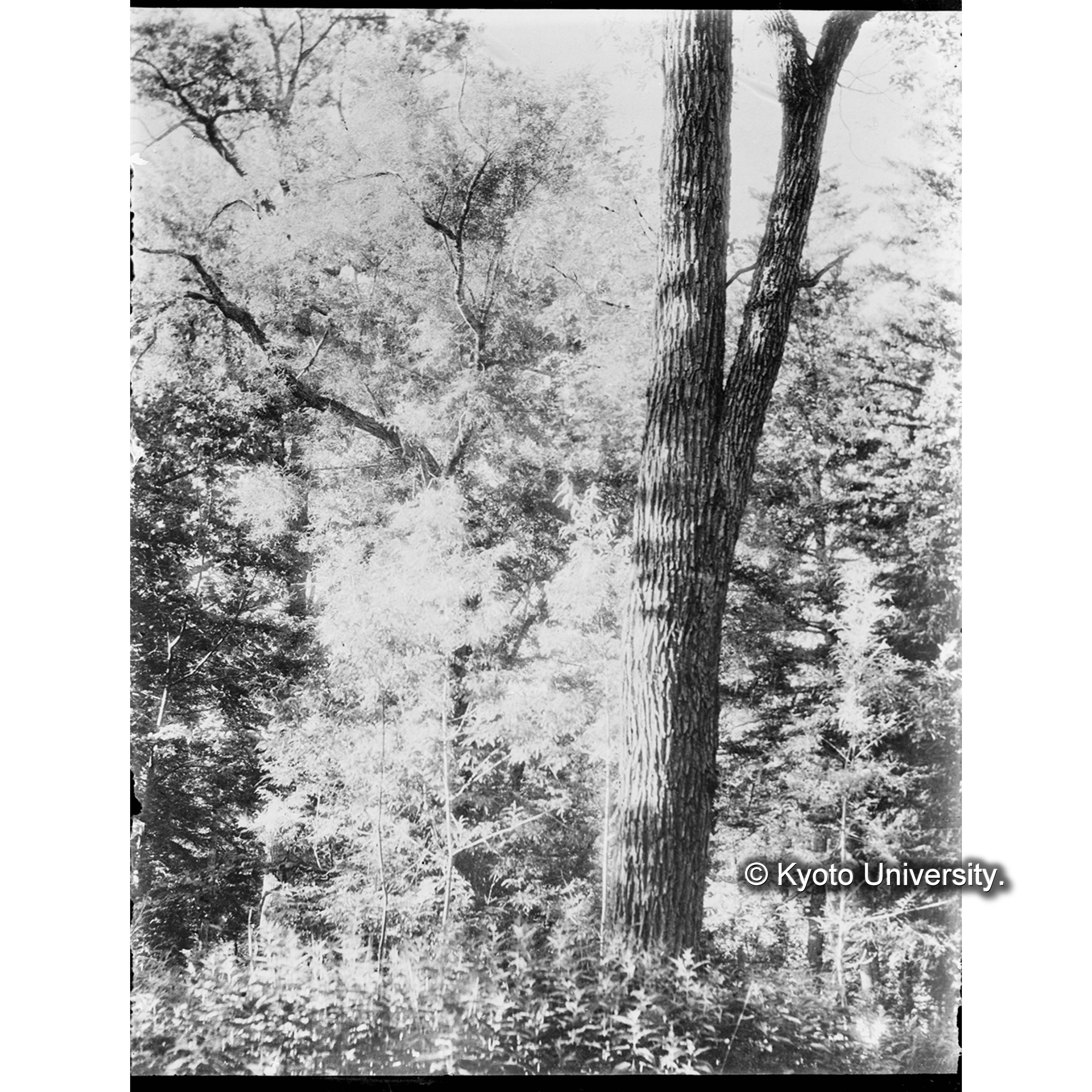 トカチヤナギ（右）とオノエヤナギ（左）。樹下に立てるはオノエヤナギの稚樹3株 (1)