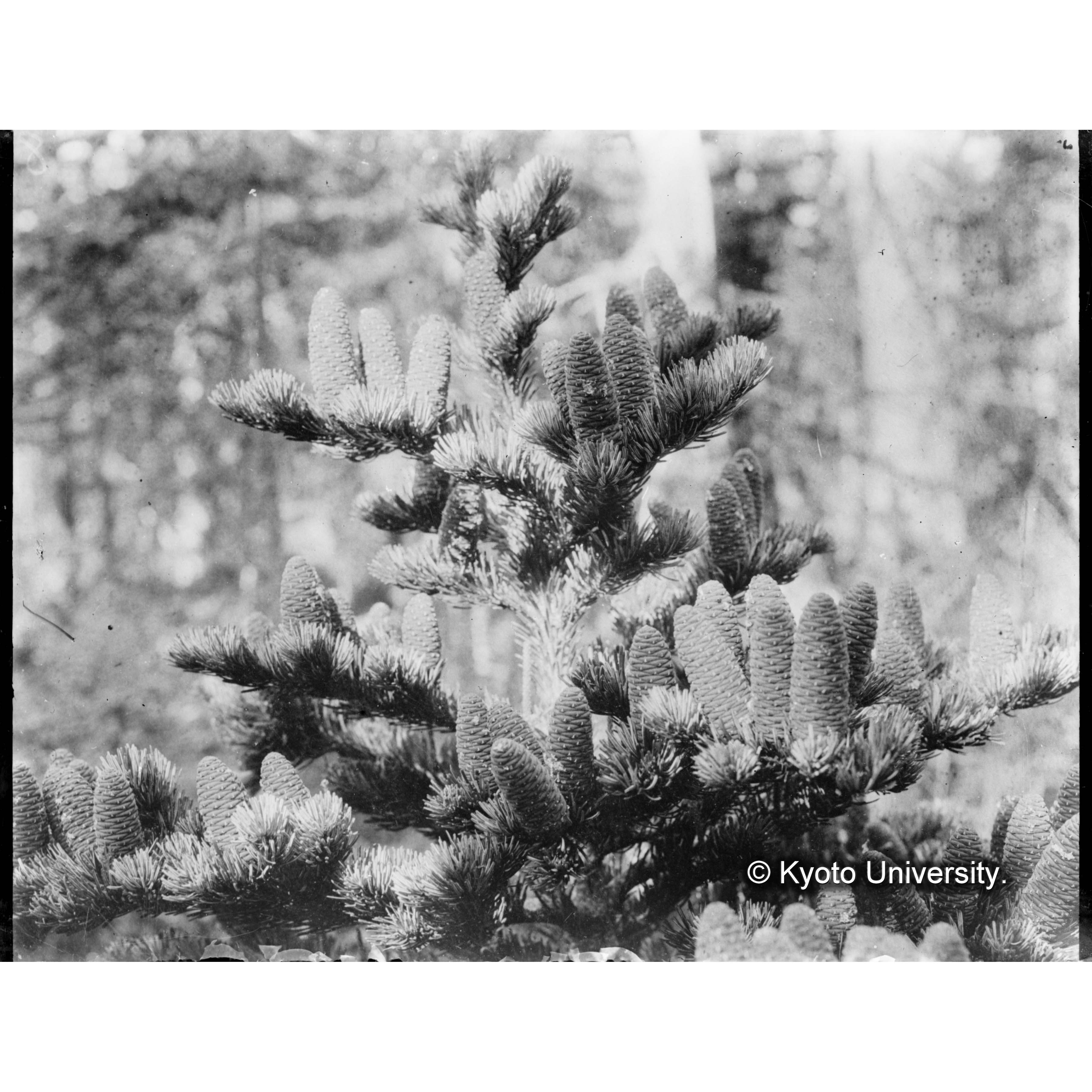 トドマツの球果（標品No.1) (1)