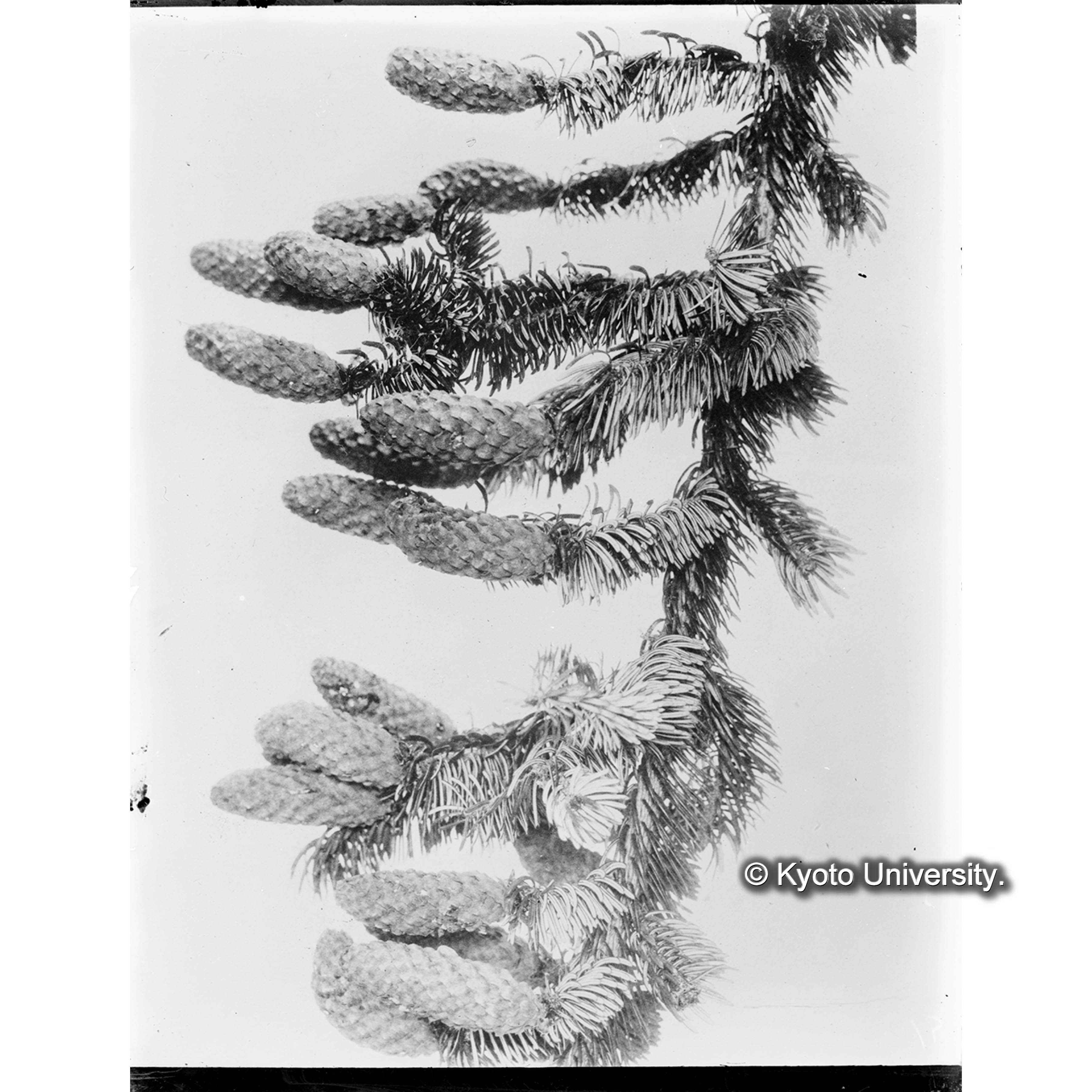 樹皮平滑なるエゾマツの毬果 (1)