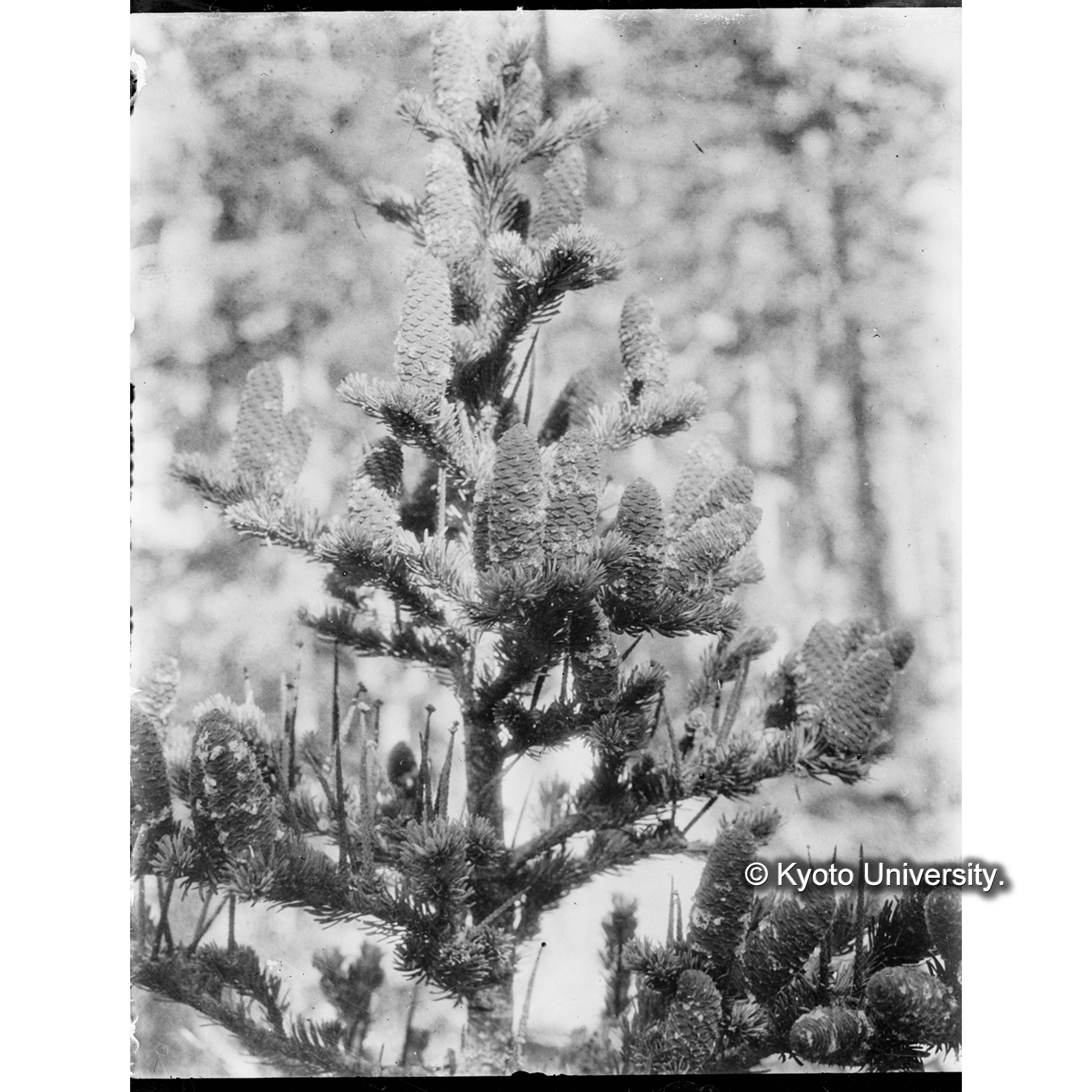 トドマツの球果（標品No.2) (1)