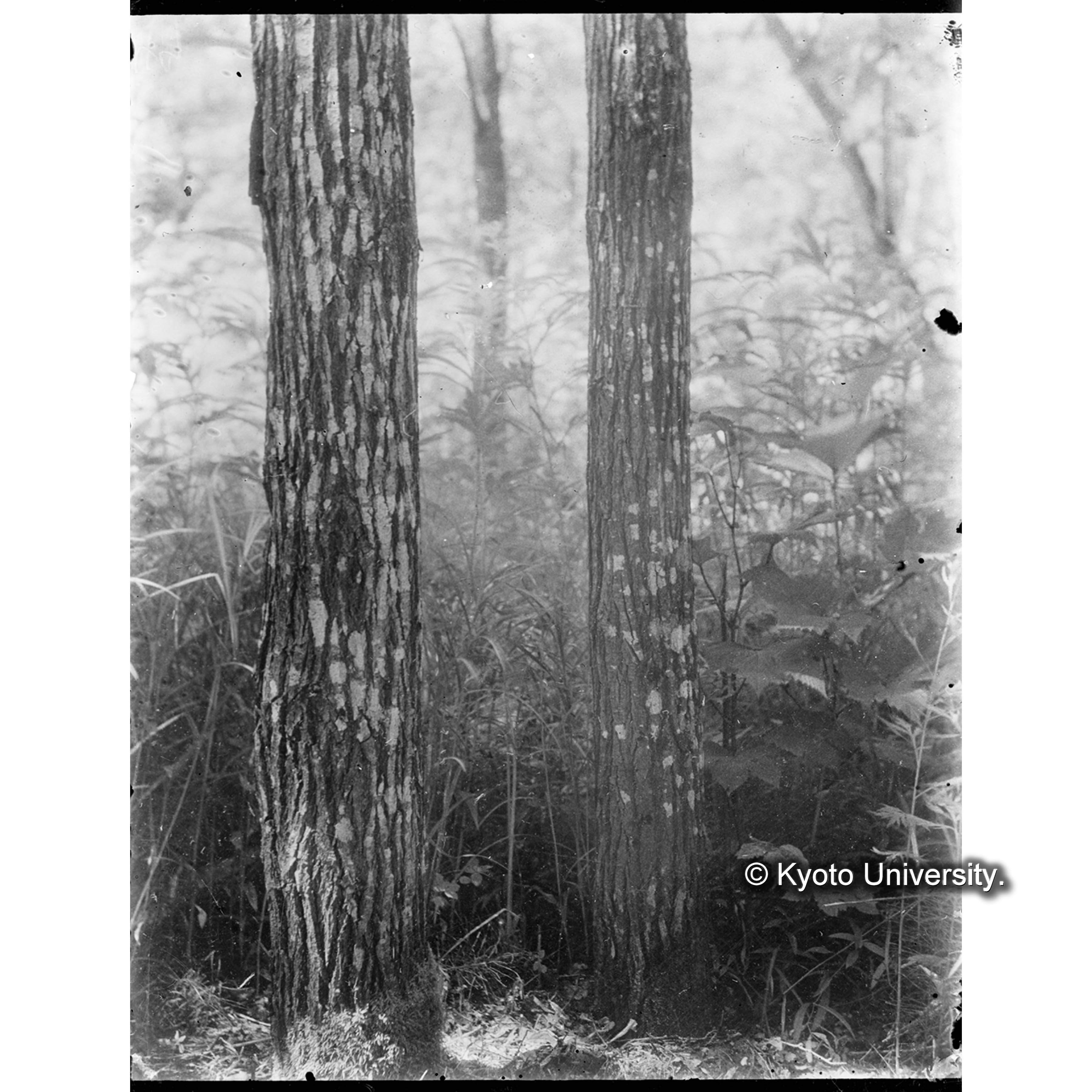 ナガハヤナギ (1)