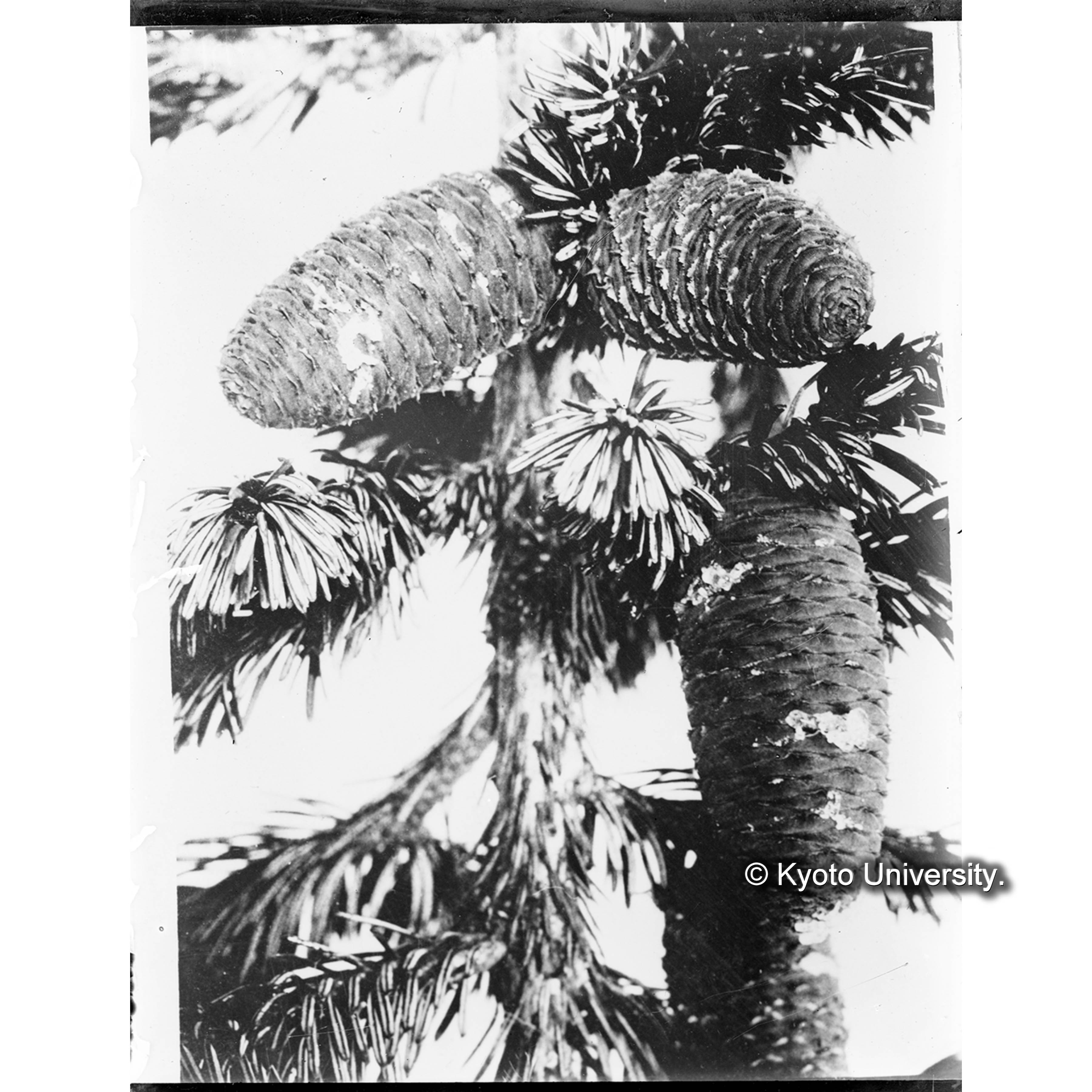 アオトドマツ（Abies sachalinensis）と呼ぶものの毬果（上蔵之助澤産） (1)