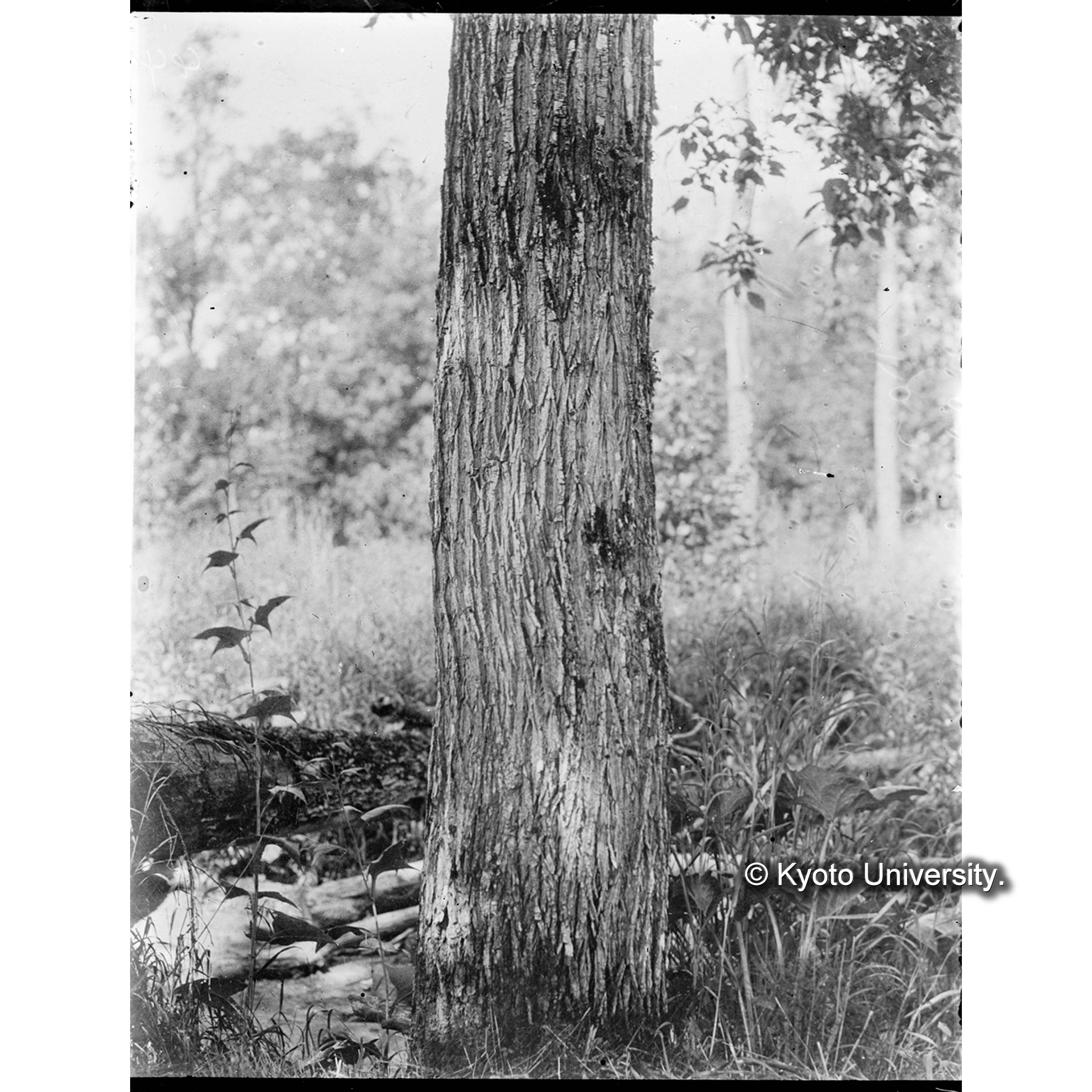 トカチヤナギ胸高周囲44寸 (1)