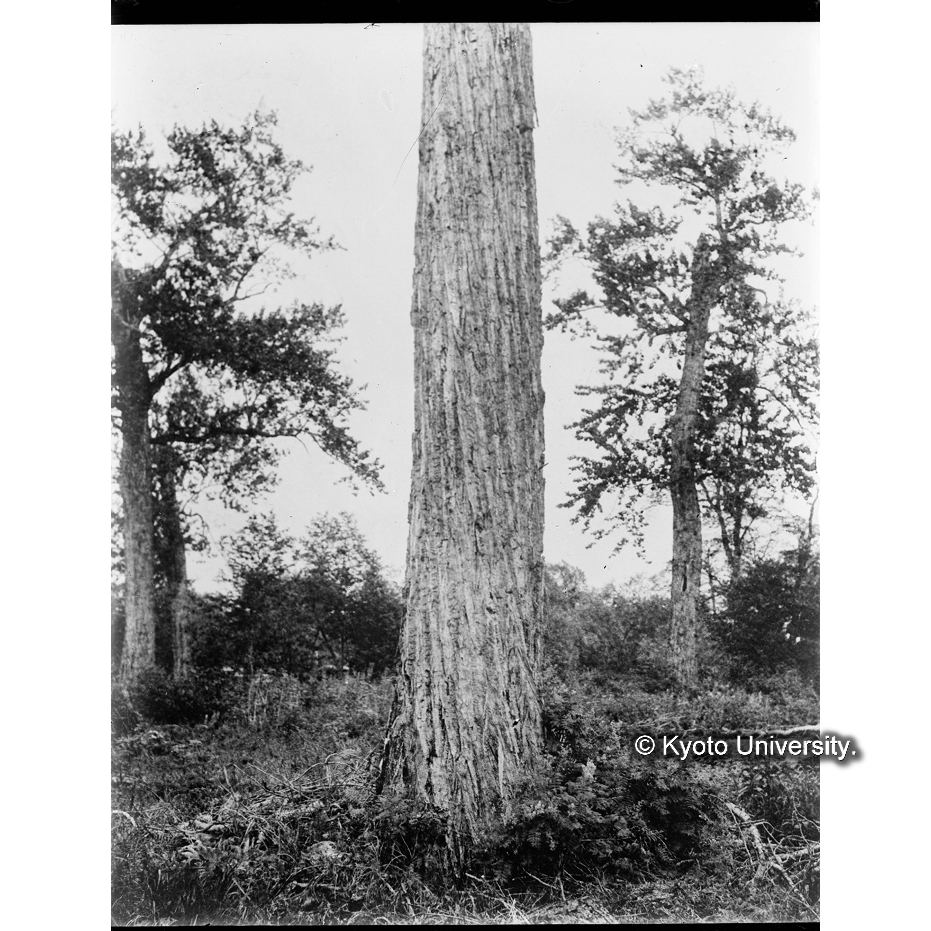 楠山にてドロヤナギの巨樹、胸高周圍14尺8寸 (1)