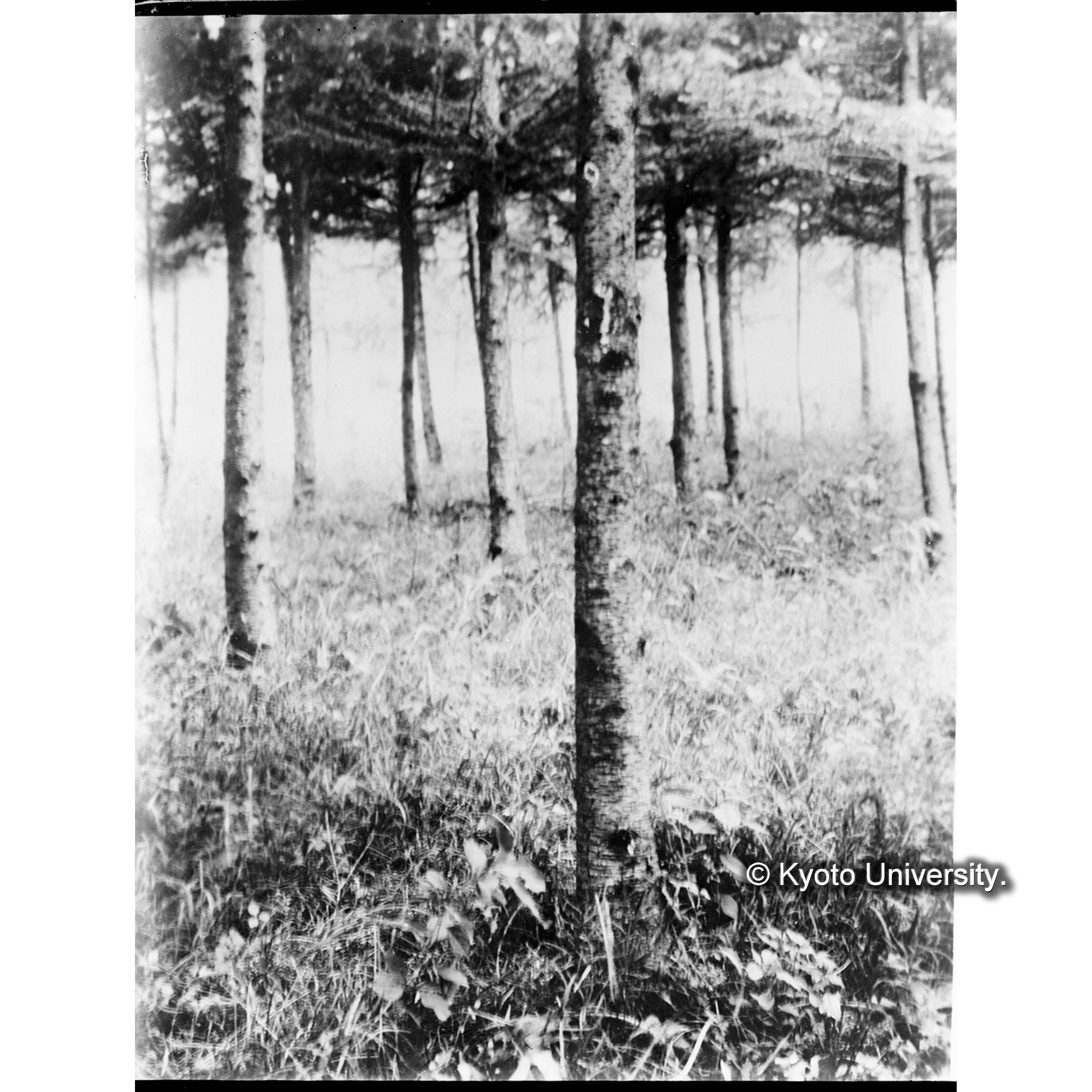 カラマツ造林地(月坪里所在) (1)