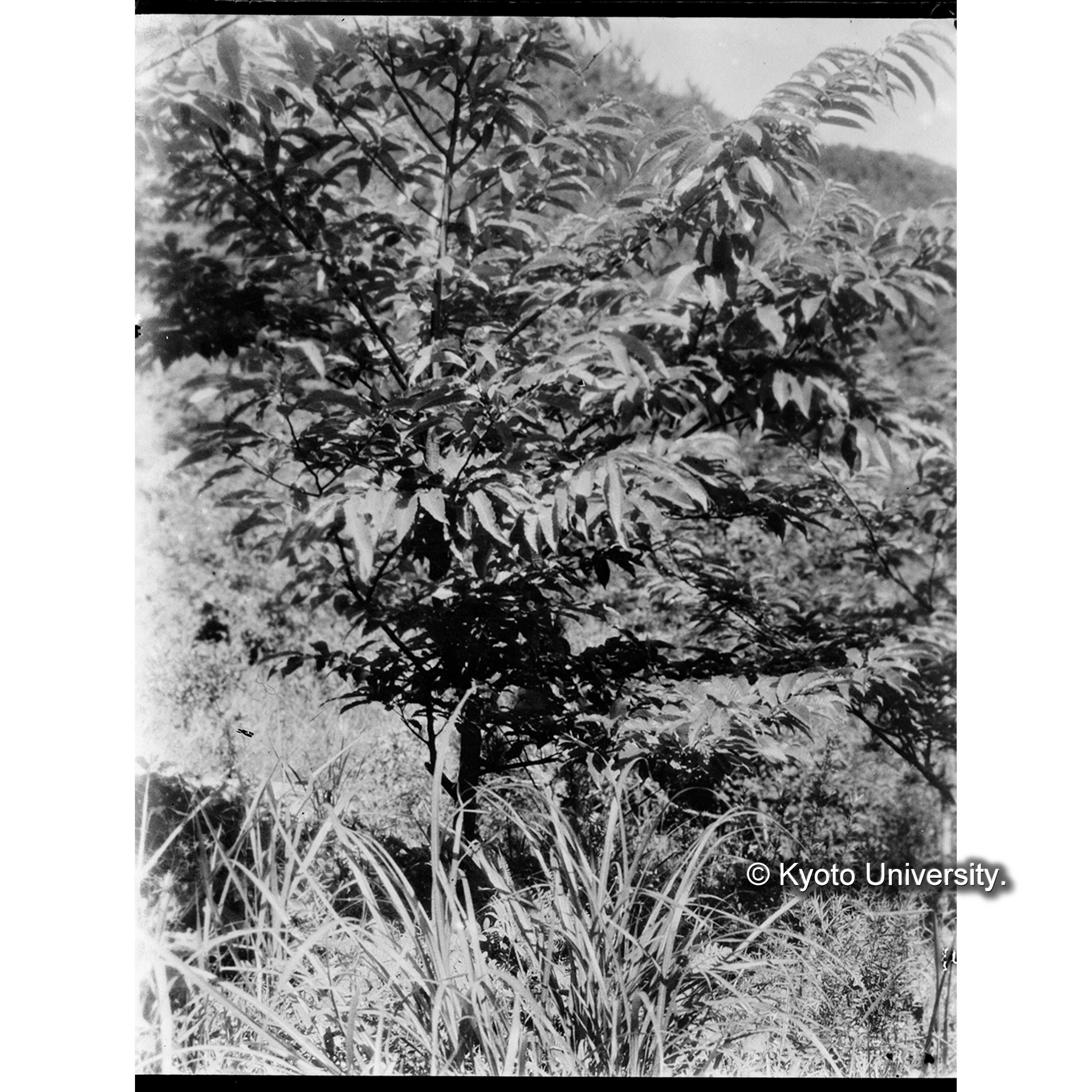 チョウセングリ造林地(大正12年植栽)(月坪里所在 生長試験地) (1)