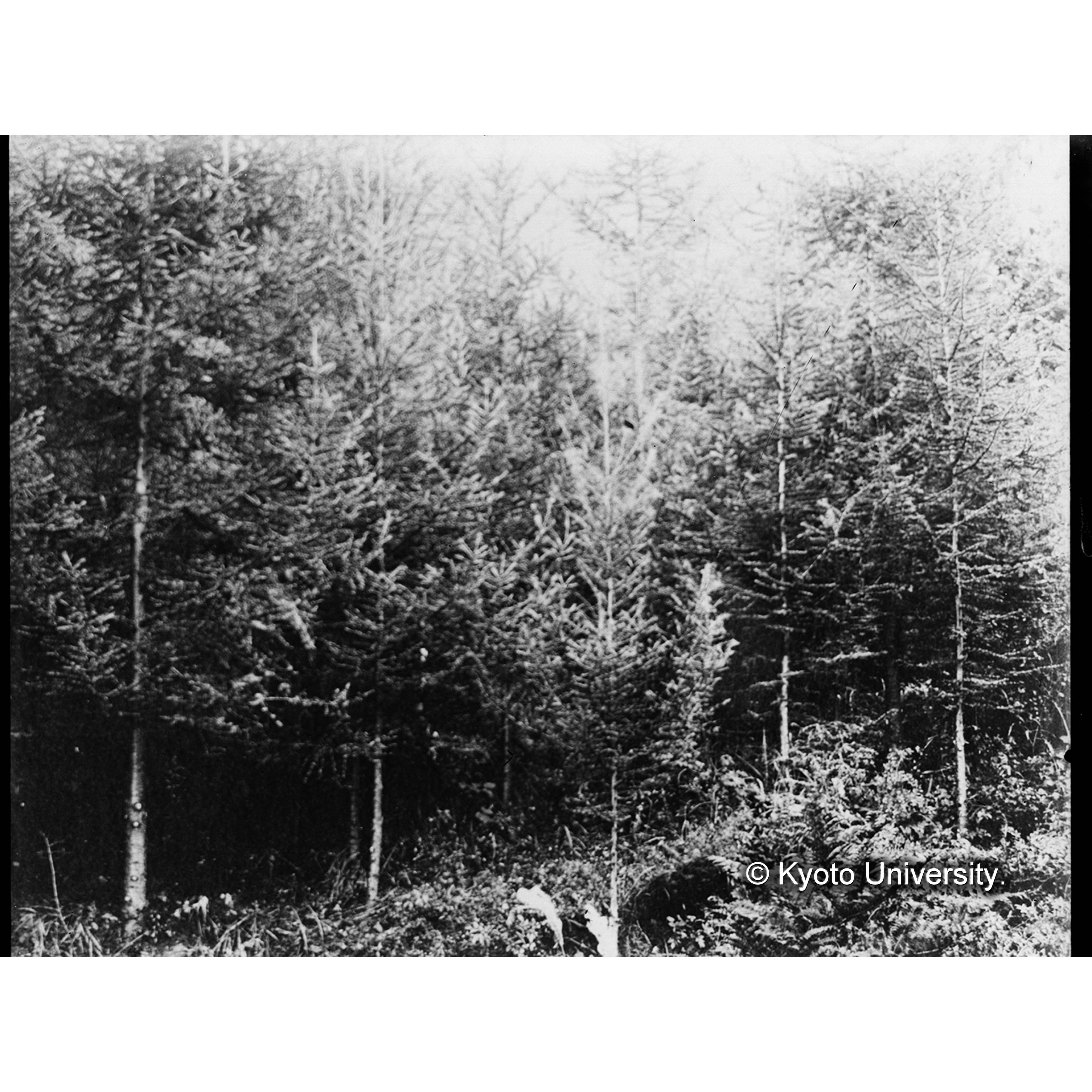 カラマツ造林地(植栽後7年)(事業区Ⅰ,林班6) (1)