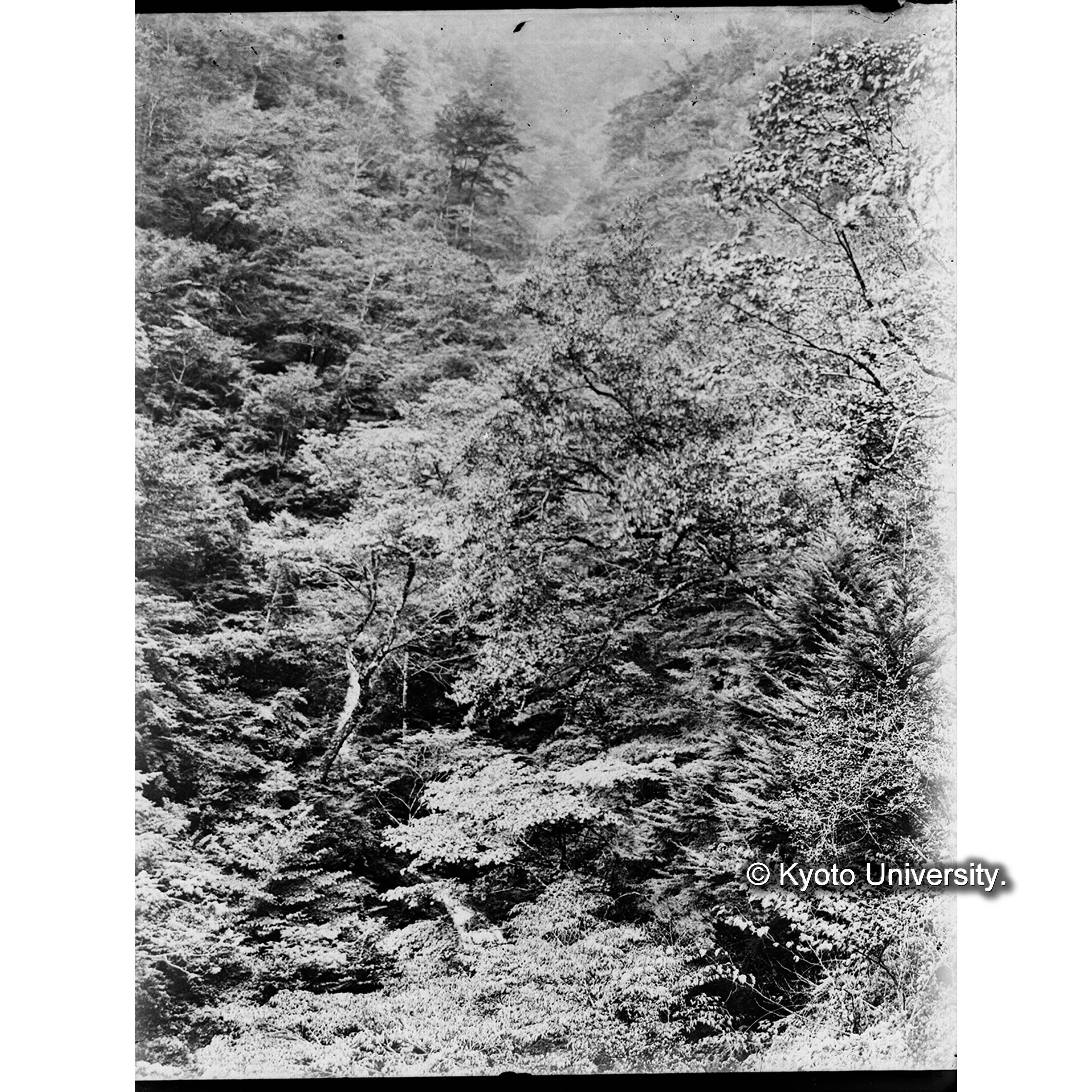 大谷中滝付近の林相 大川歩道より写す (1)