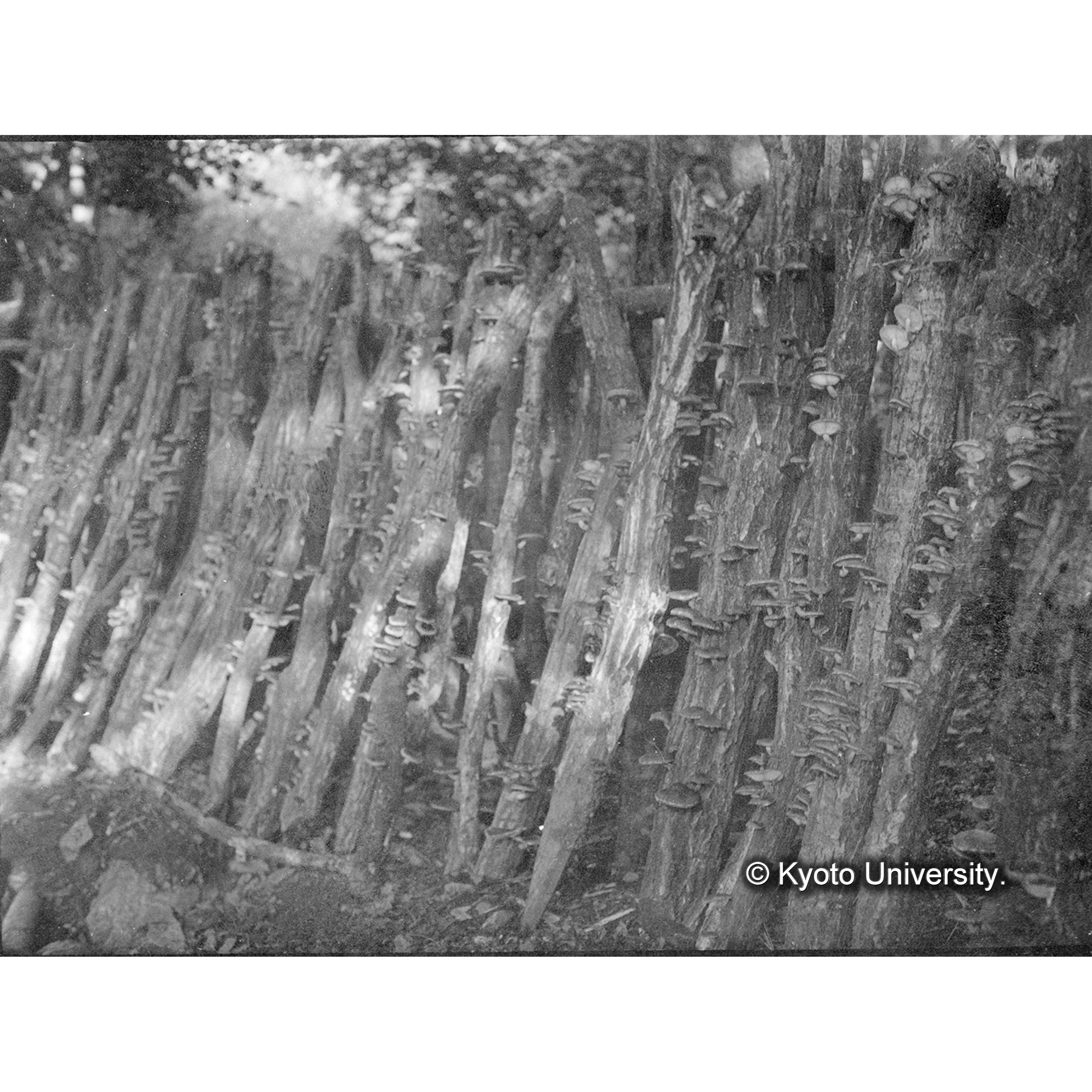 （ガラス乾板B-24） (1)