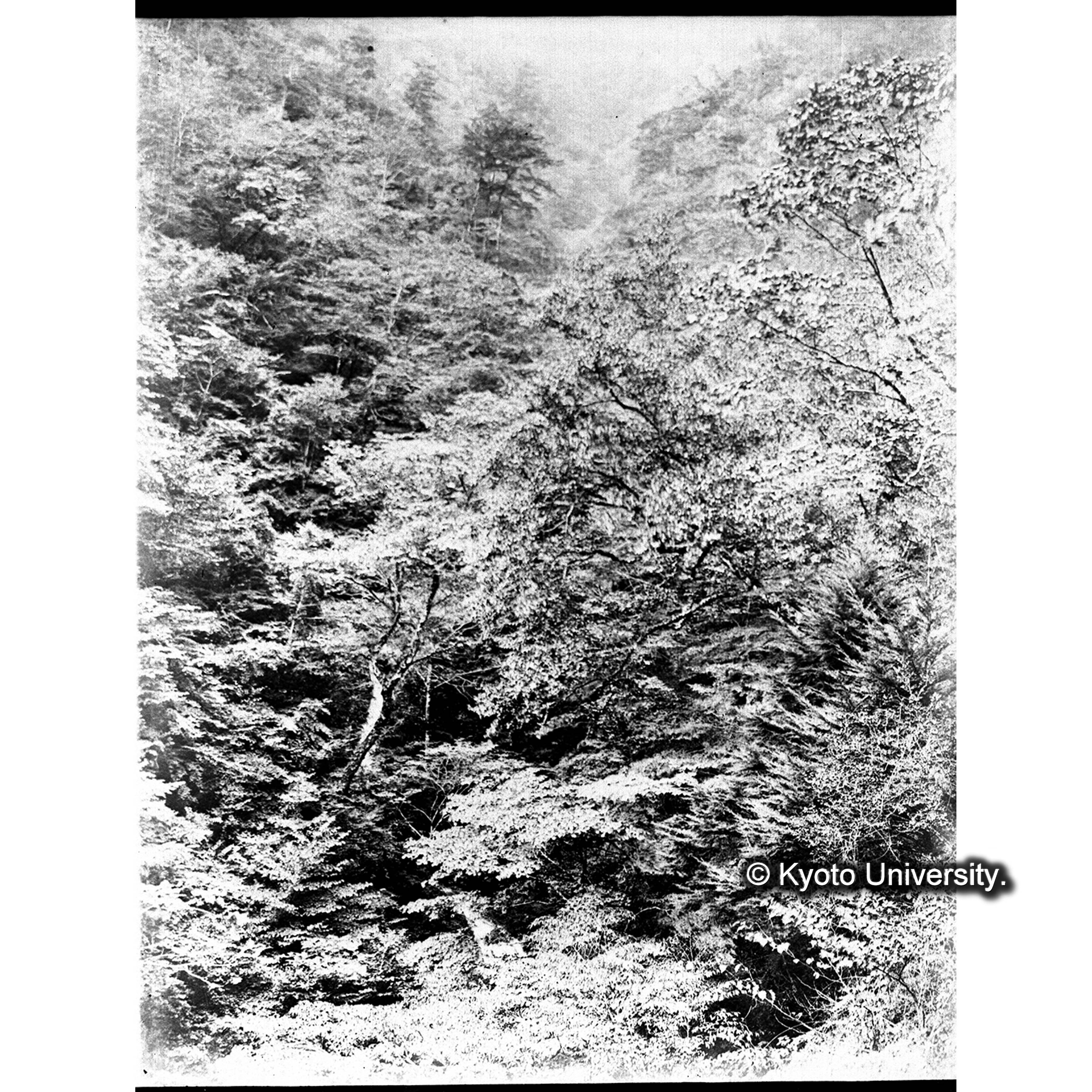 大谷中滝付近の林相 大川歩道より写す (1)