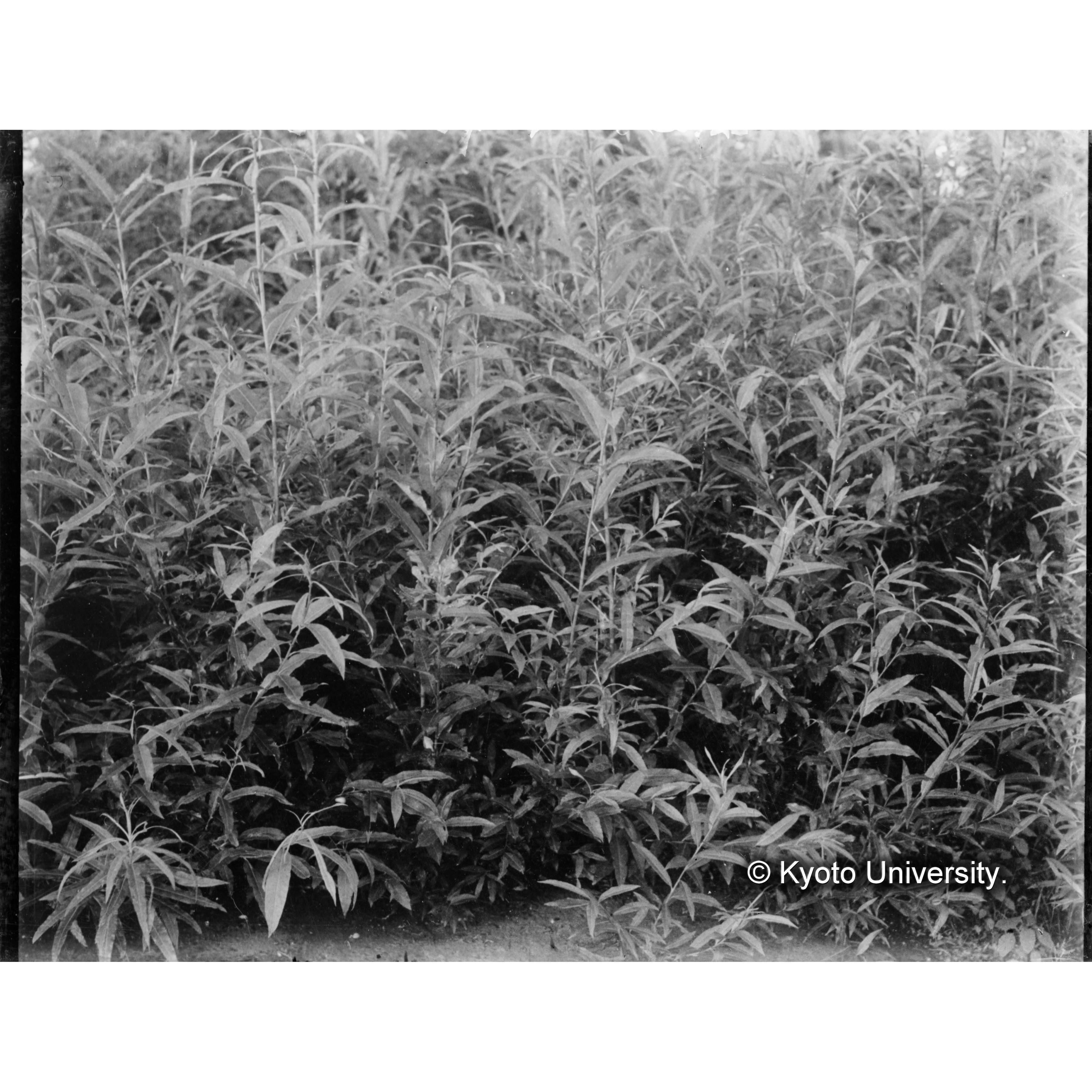 本流河岸のオノエヤナギの若木（少数のキヌヤナギを混ず） (1)